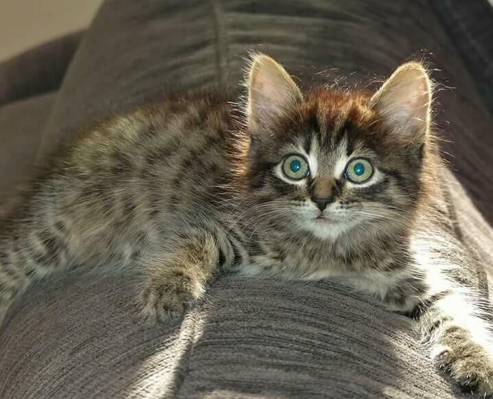 Hi Human