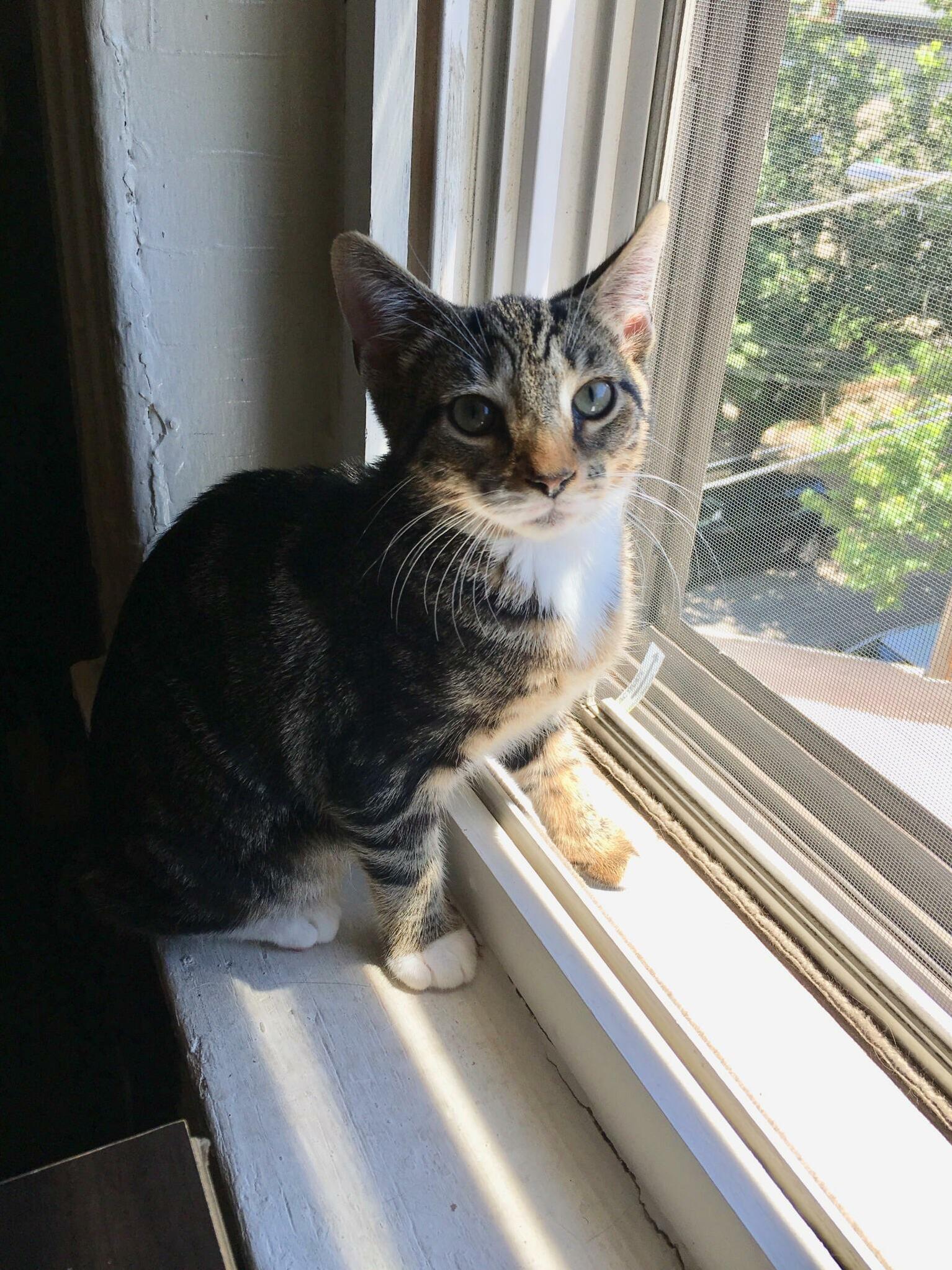 Hi ! Ive Been Wanting a Cat for Ten Years and I Finally Adopted One. Meet Obi-wan Cannoli the Destroyer!