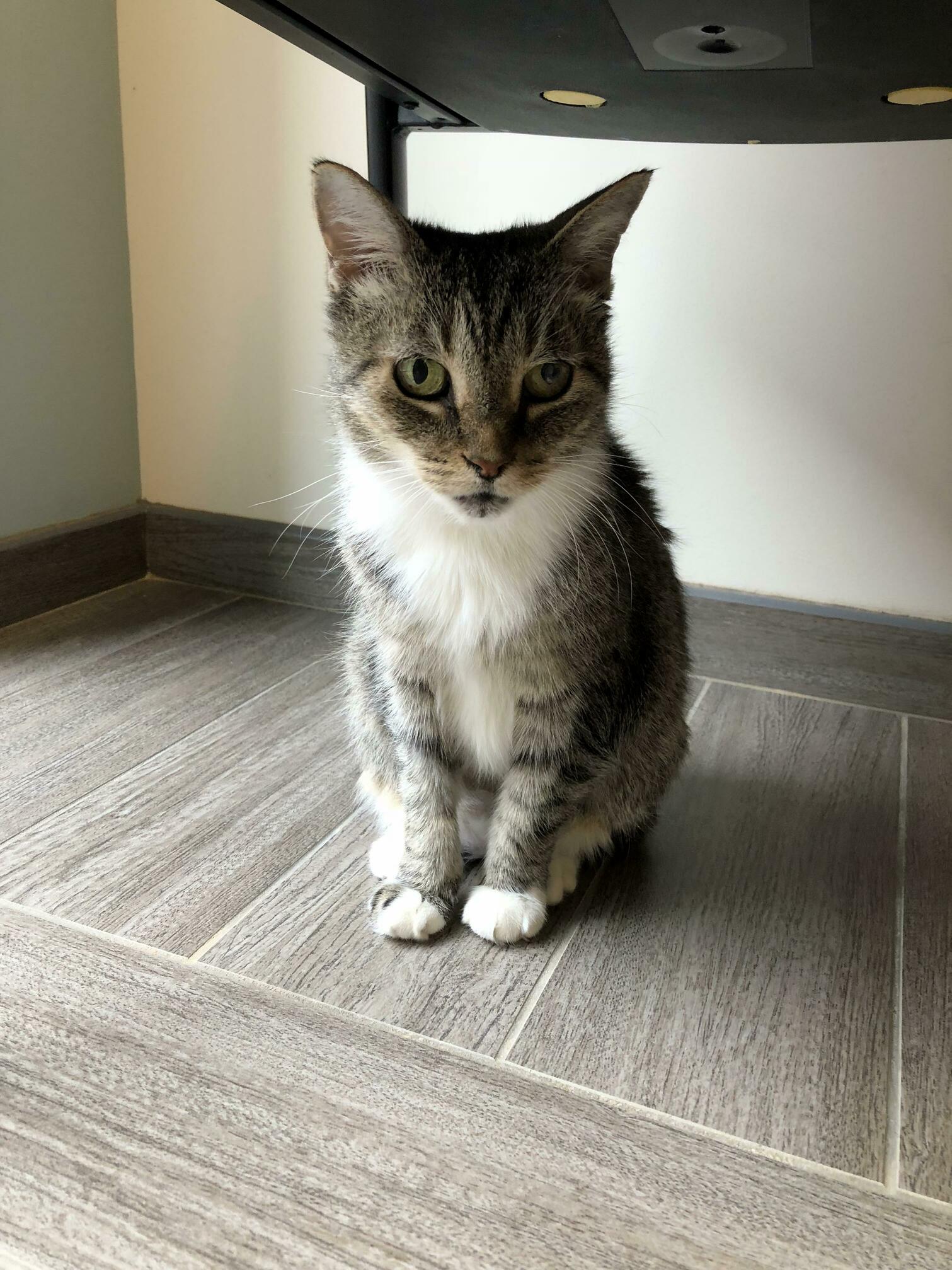 Hiding Under the Chair - Doesnt Want to See Her Vet