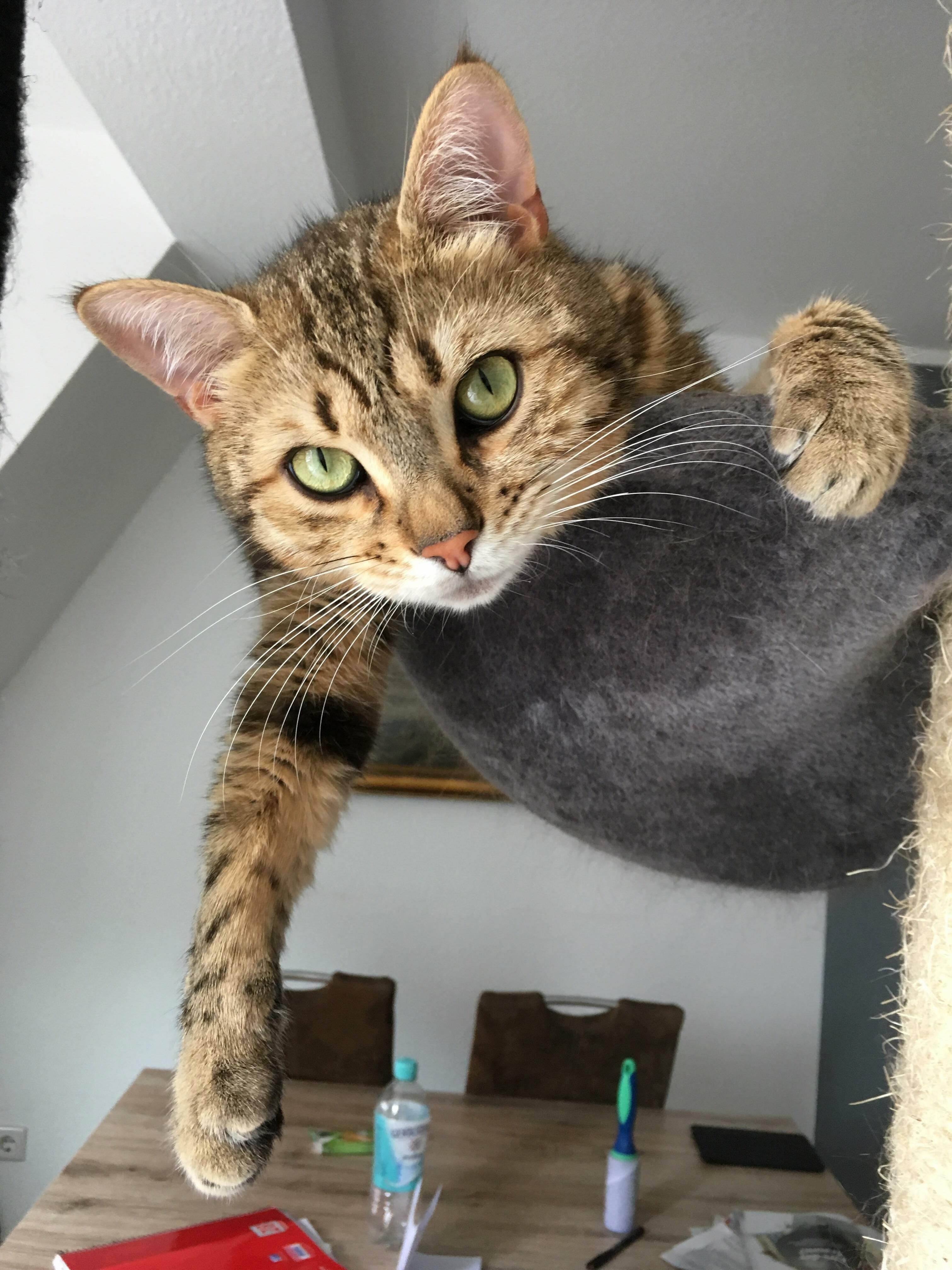How Can a Cat Be This Handsome!