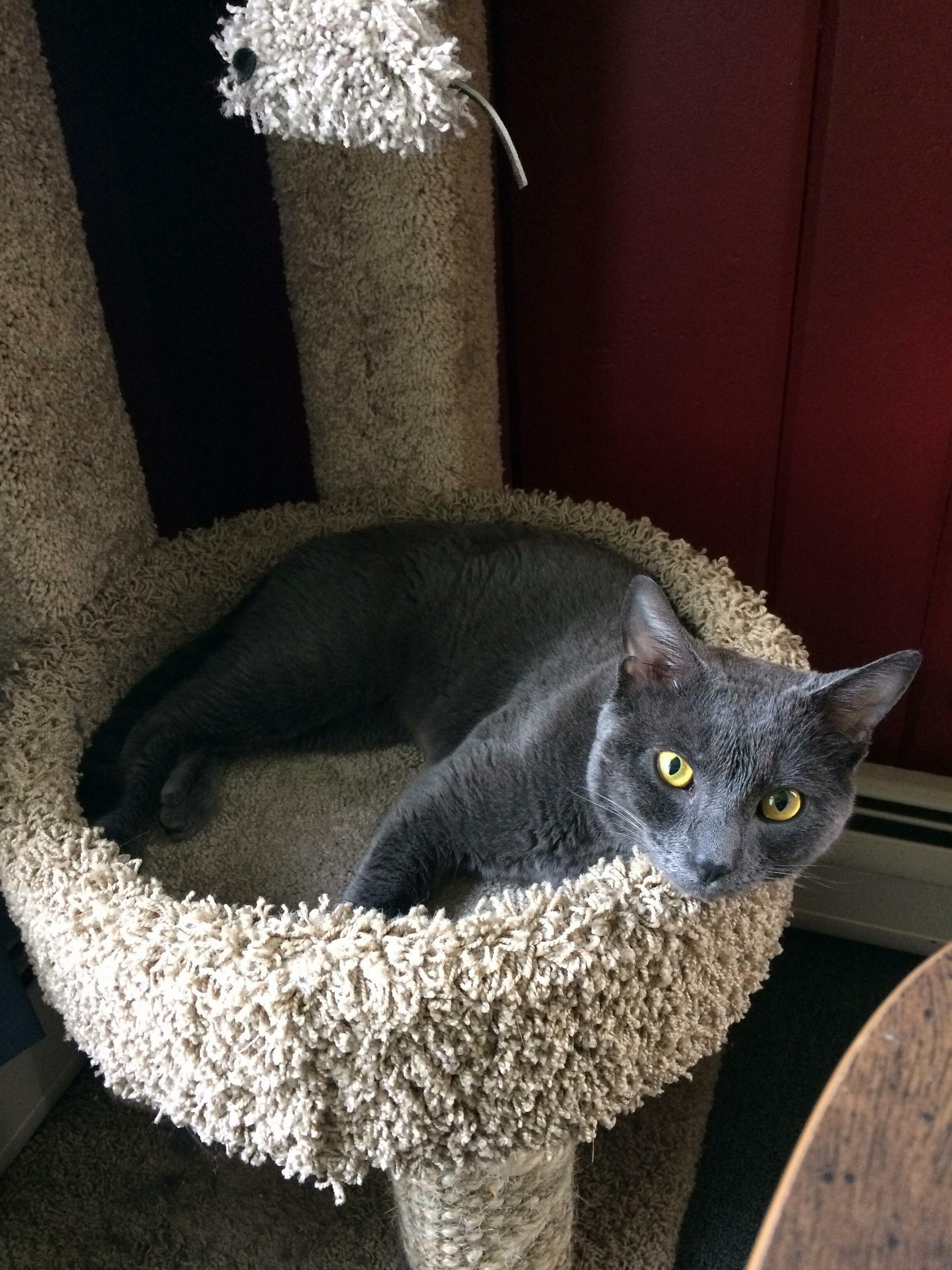 How Could I Not Adopt This Beautiful Stray Welcome to the Family!