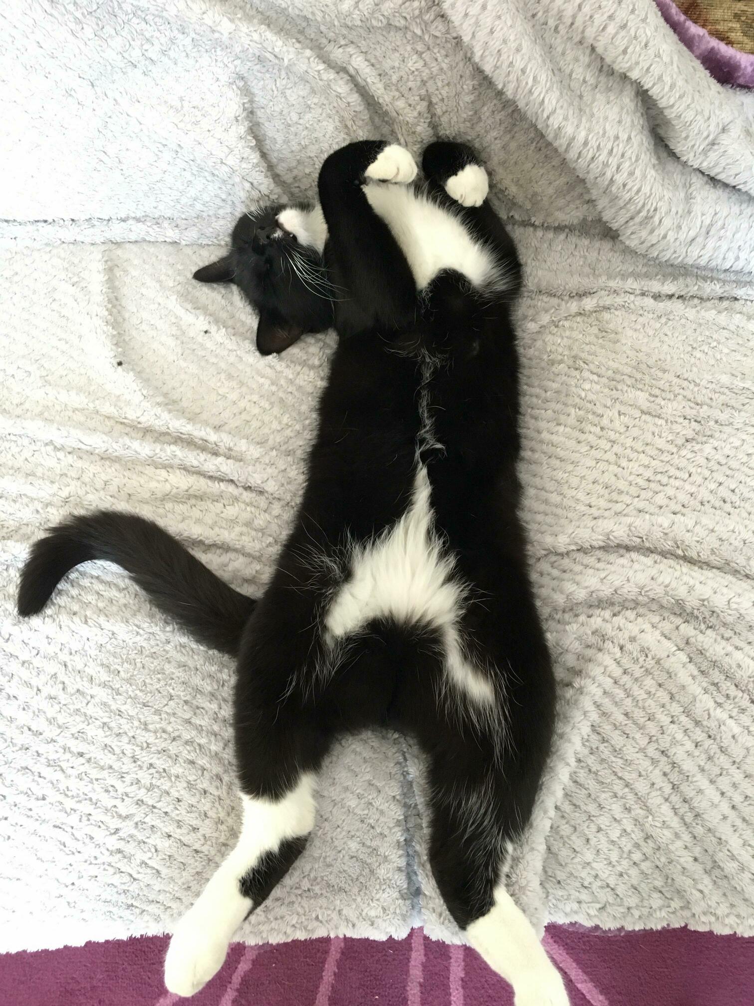 How My Cat Sleeps After a Long Night of Hunting