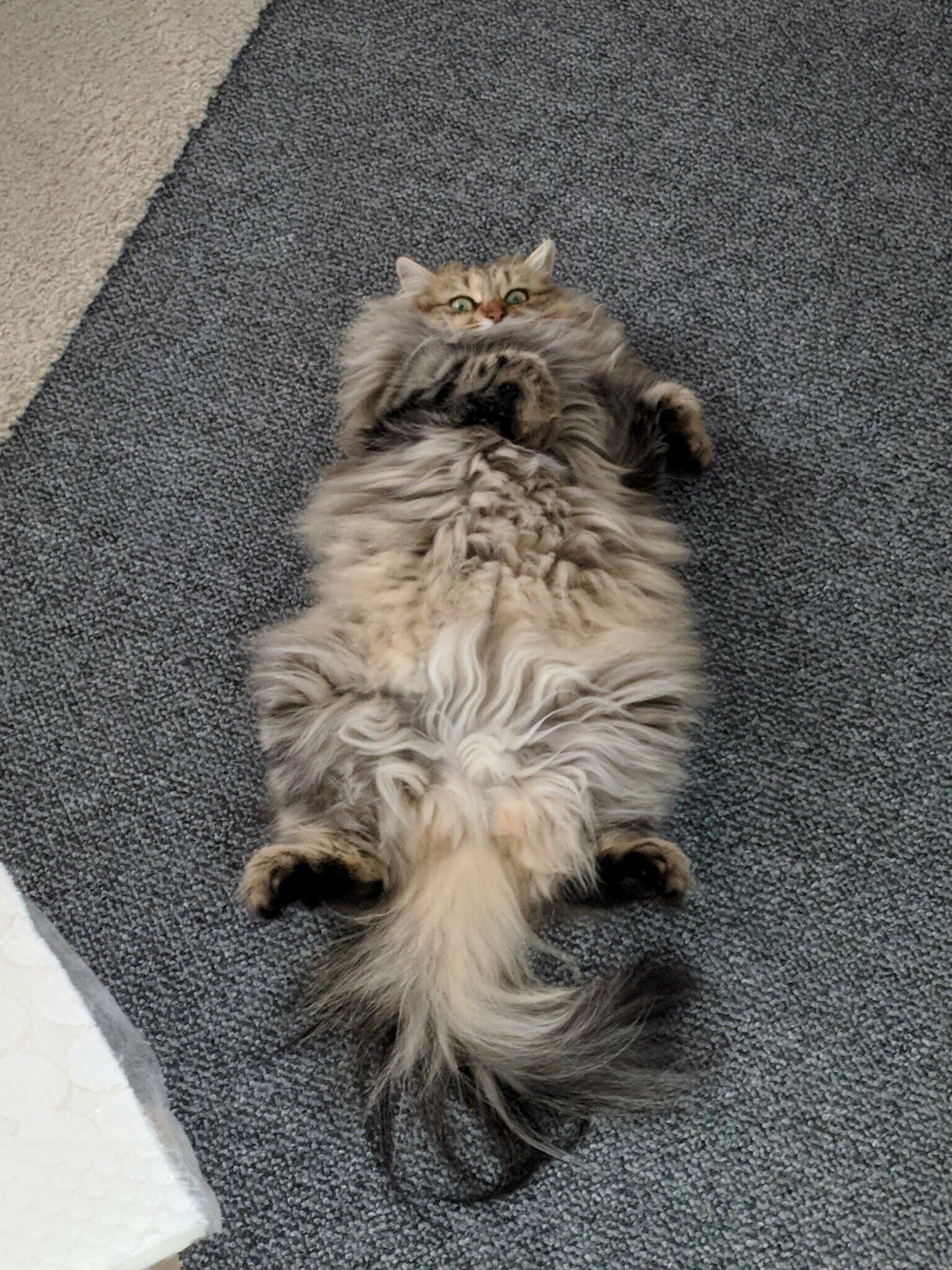 Human Removes Fluff from Carpet - Ivy Puts Fluff Back!