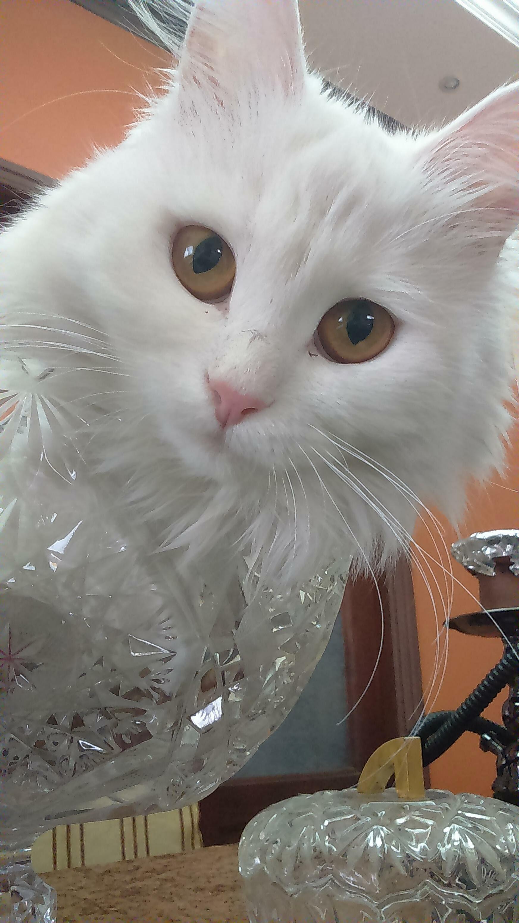 I Accidentally Opened the Camera, Saw This Beautiful Staring Back