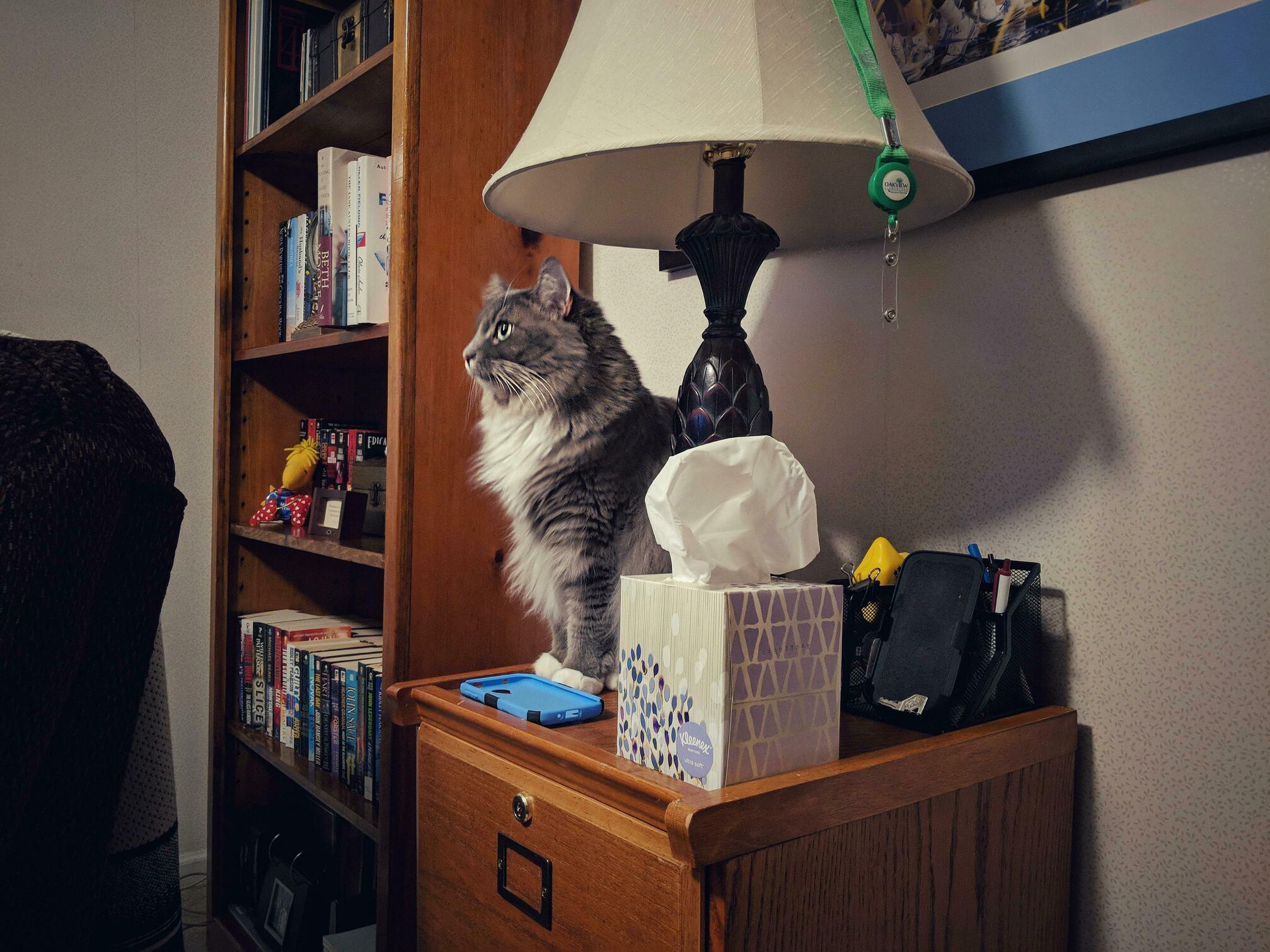 I Am Statue Meow