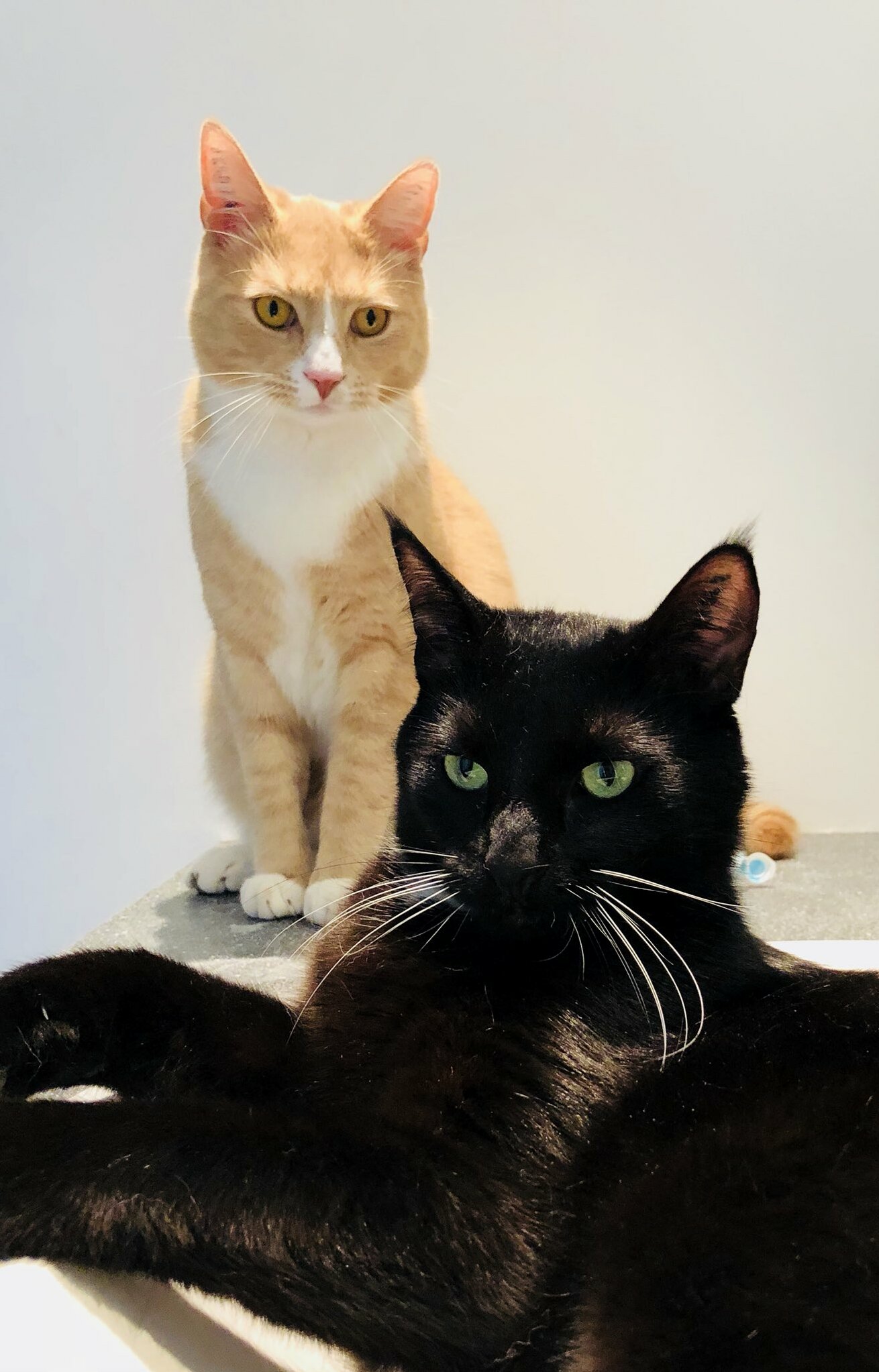 I Can Usually Never Get Them to Sit Still Next to Each Other Long Enough to Take a Decent Picture