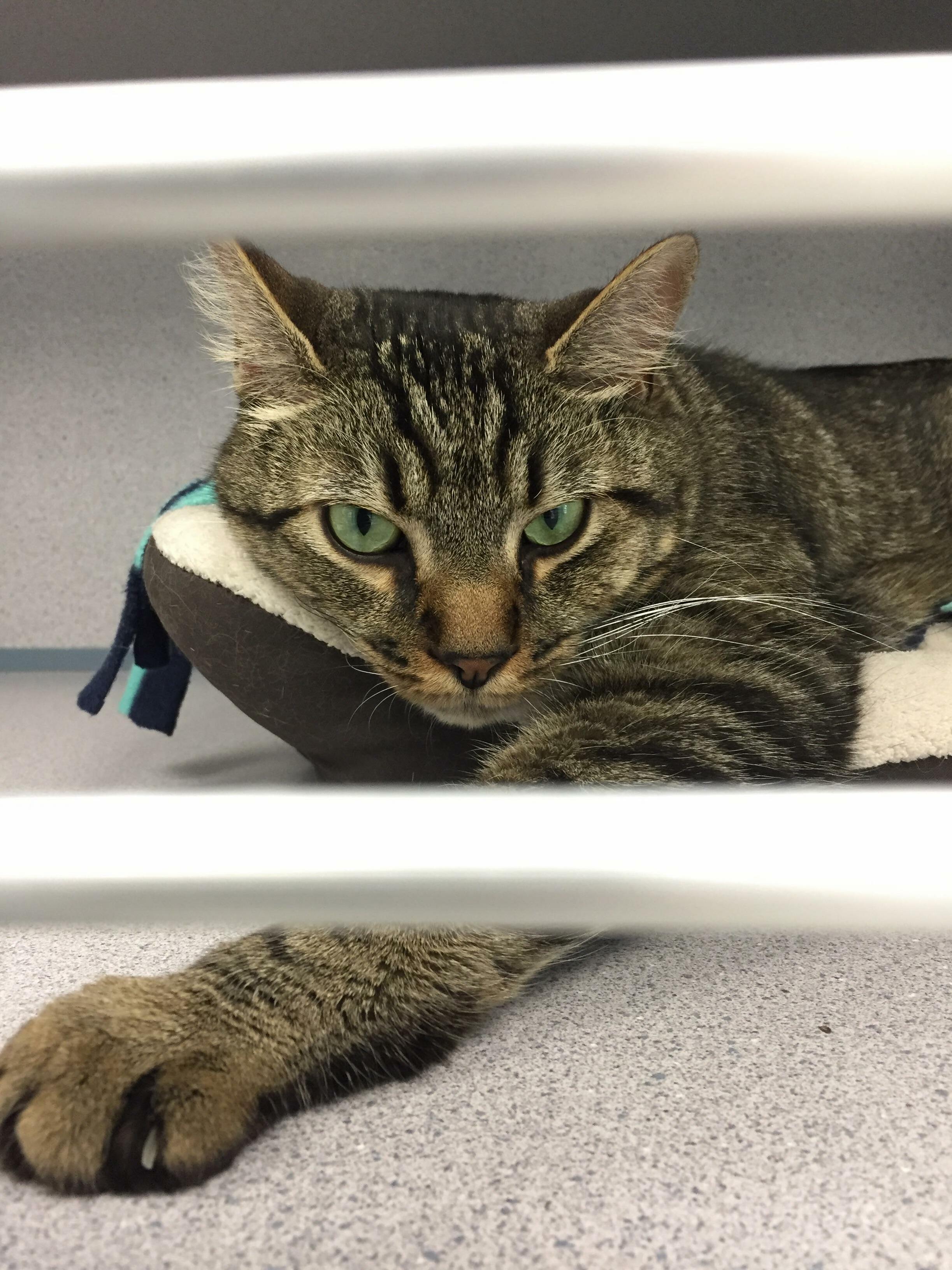I Cant Seem to Forget That Regal Pose I Got at the Cat Shelter