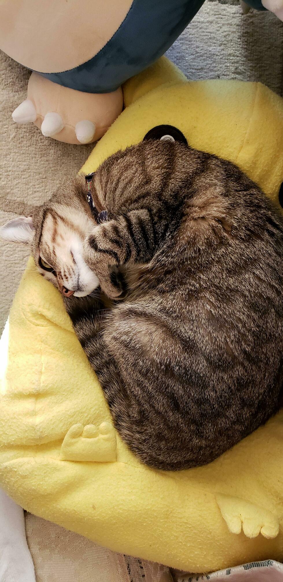 I Choose You... to Sleep on