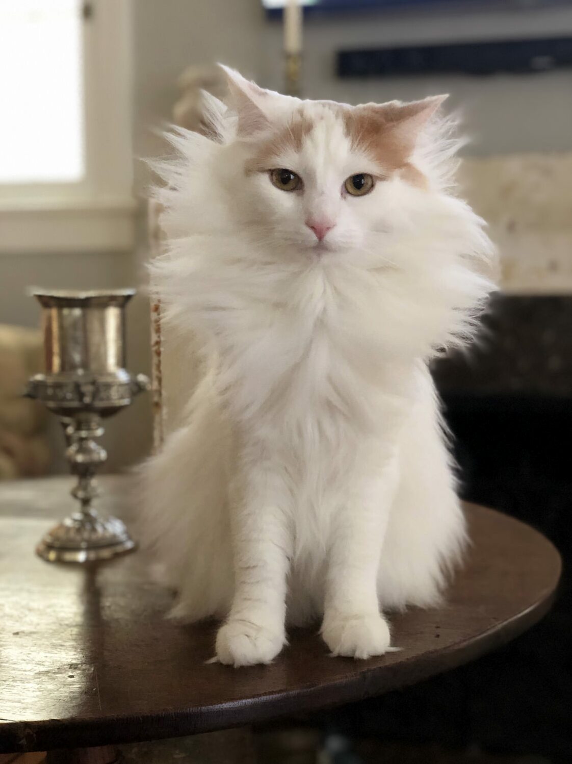 I Fluffed Him Up