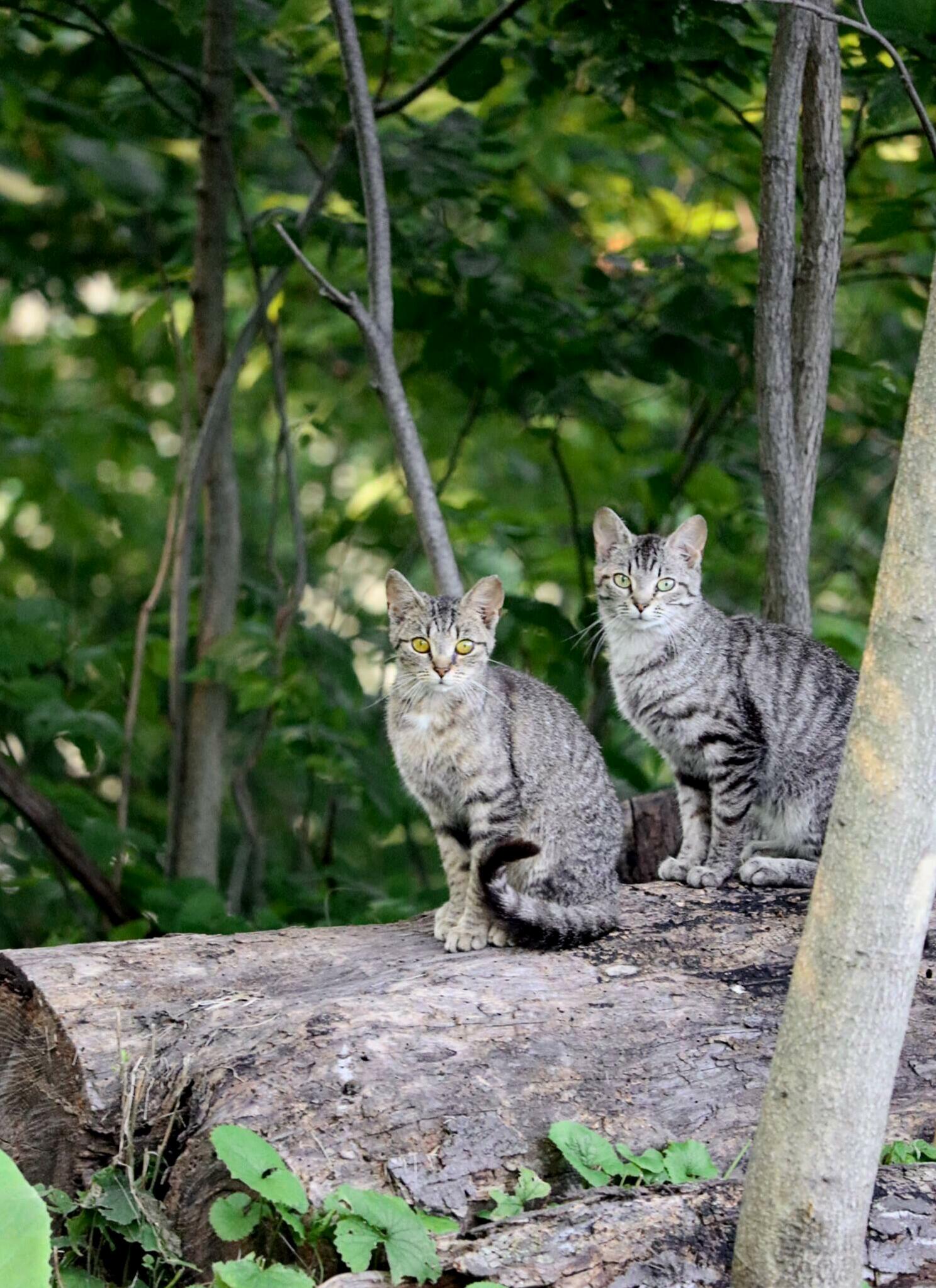 I Found a Pair of Wild Cats on an Abandoned Farm. One with Beautiful Yellow Eyes.