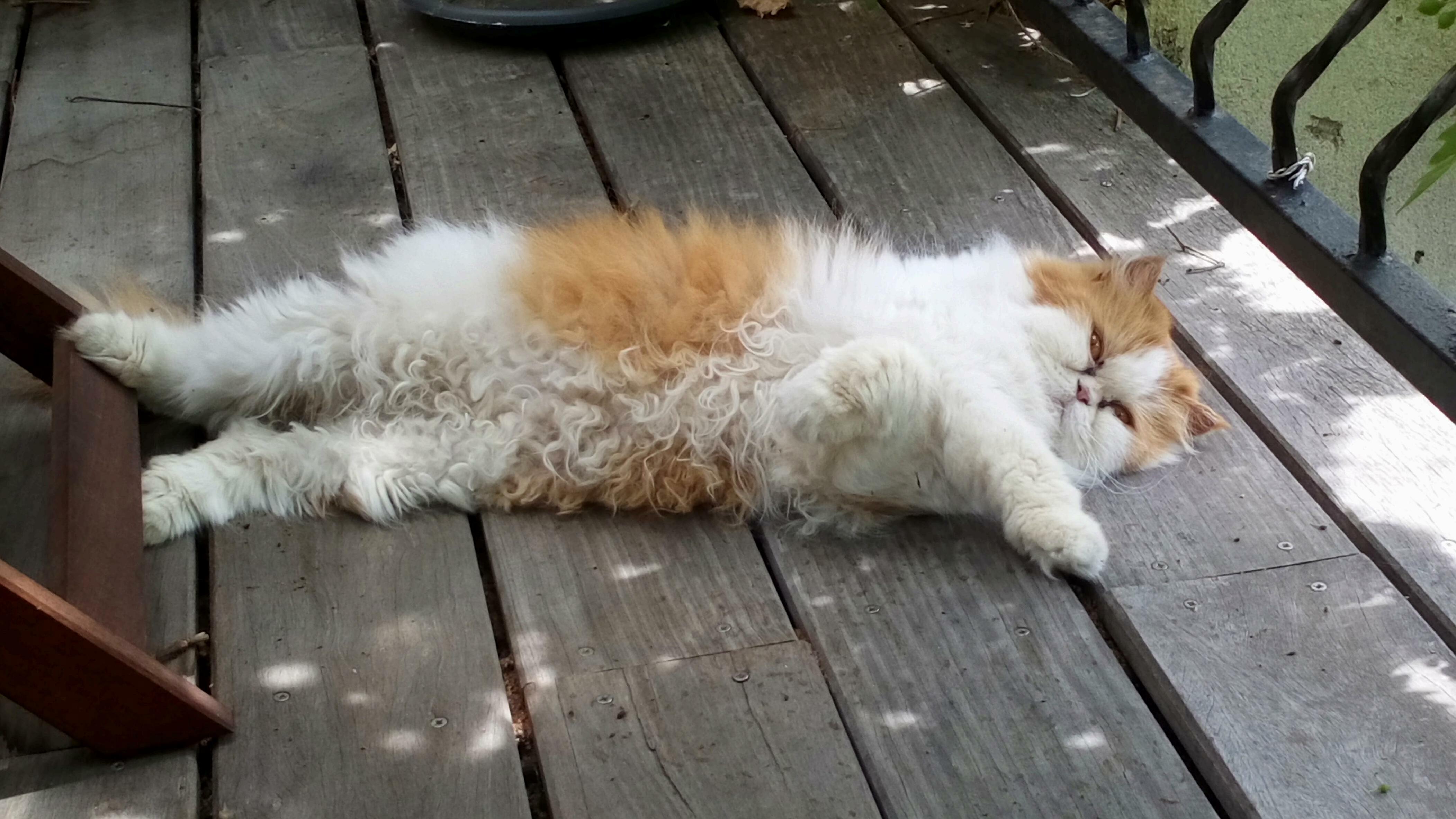 I Just Discovered That My Fluff Ball Have a Curly Belly