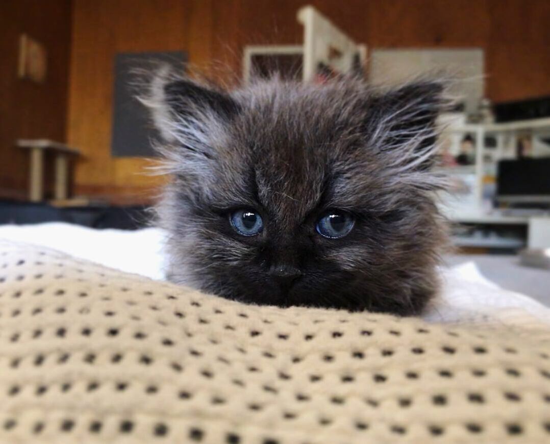 I Knew I Foster Failed the Moment I Brought Him Home