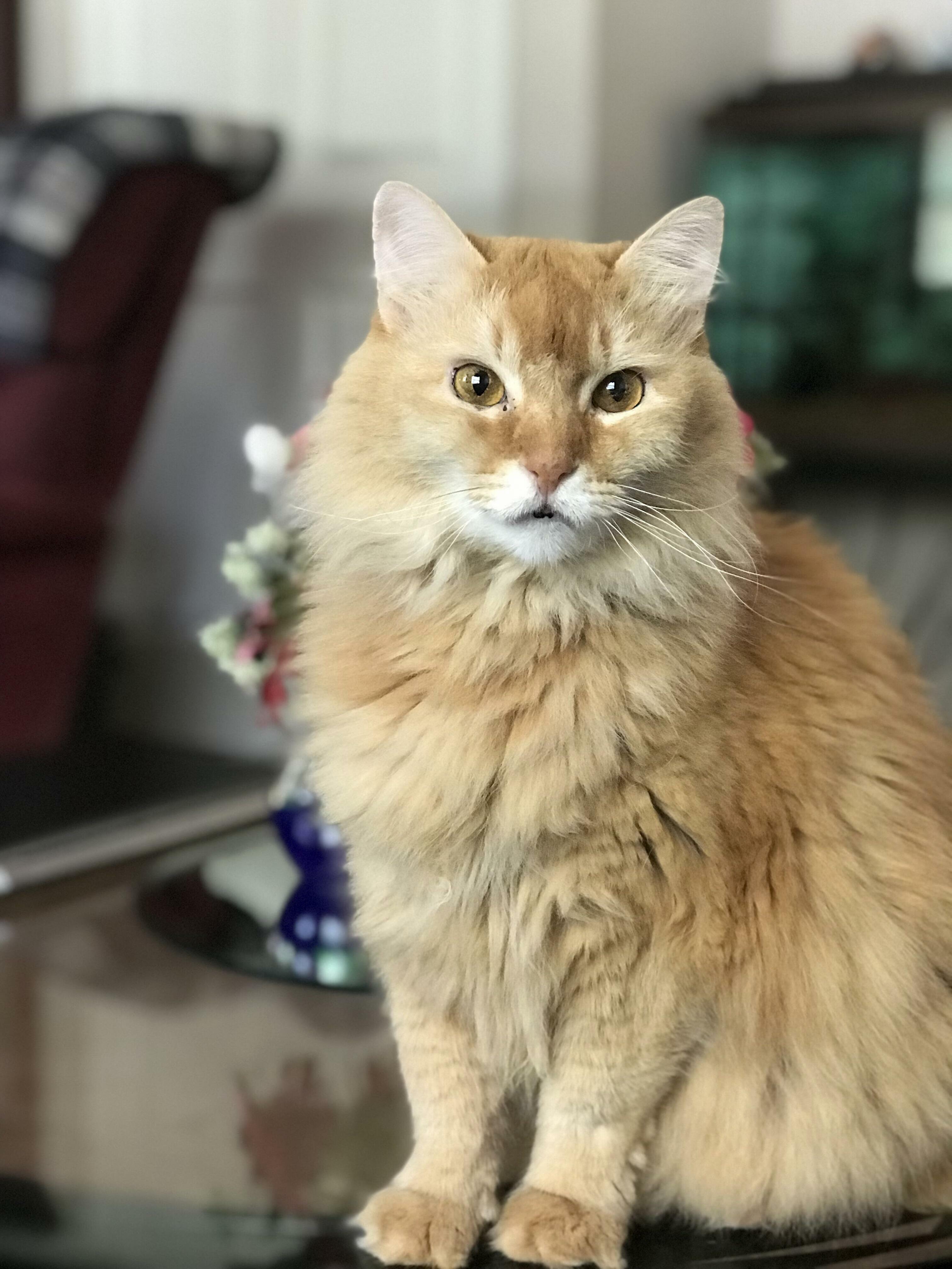 I Love Me an Orange Kittythis Is Sarge