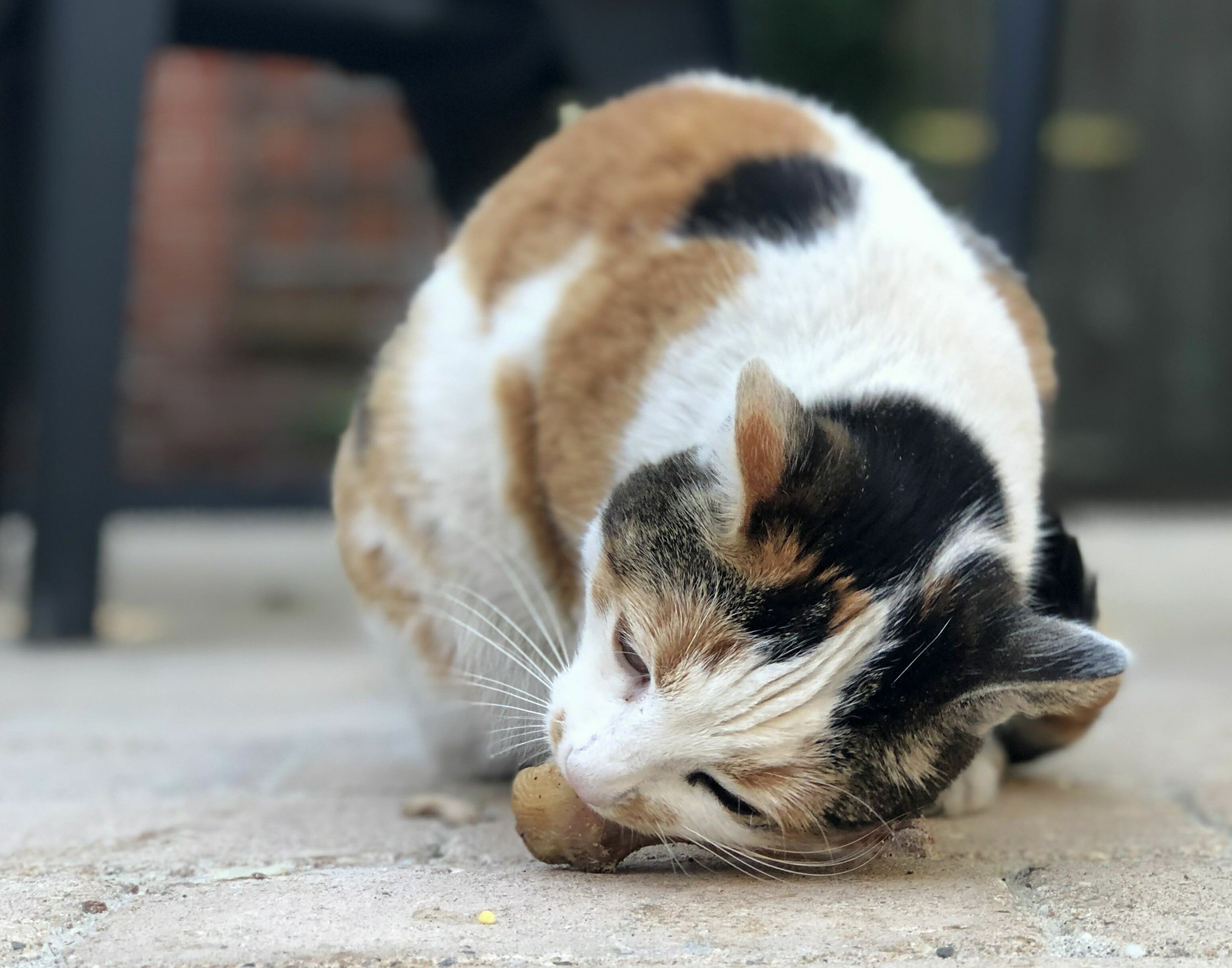 I Love the Way Her Whiskers Bend!