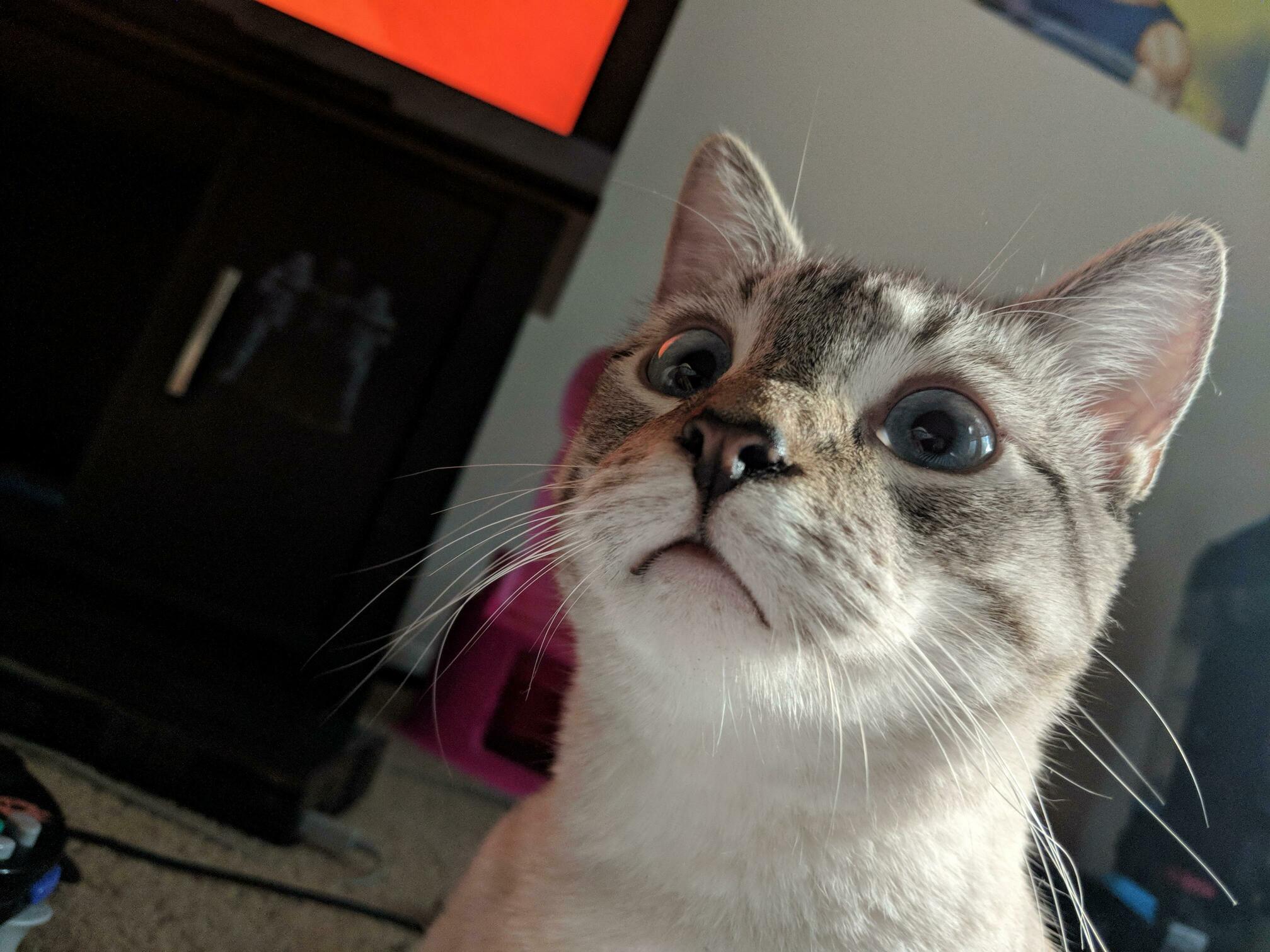 I Met the Most Beautiful Boy at My Friends House Yesterday. Meet Cloud.