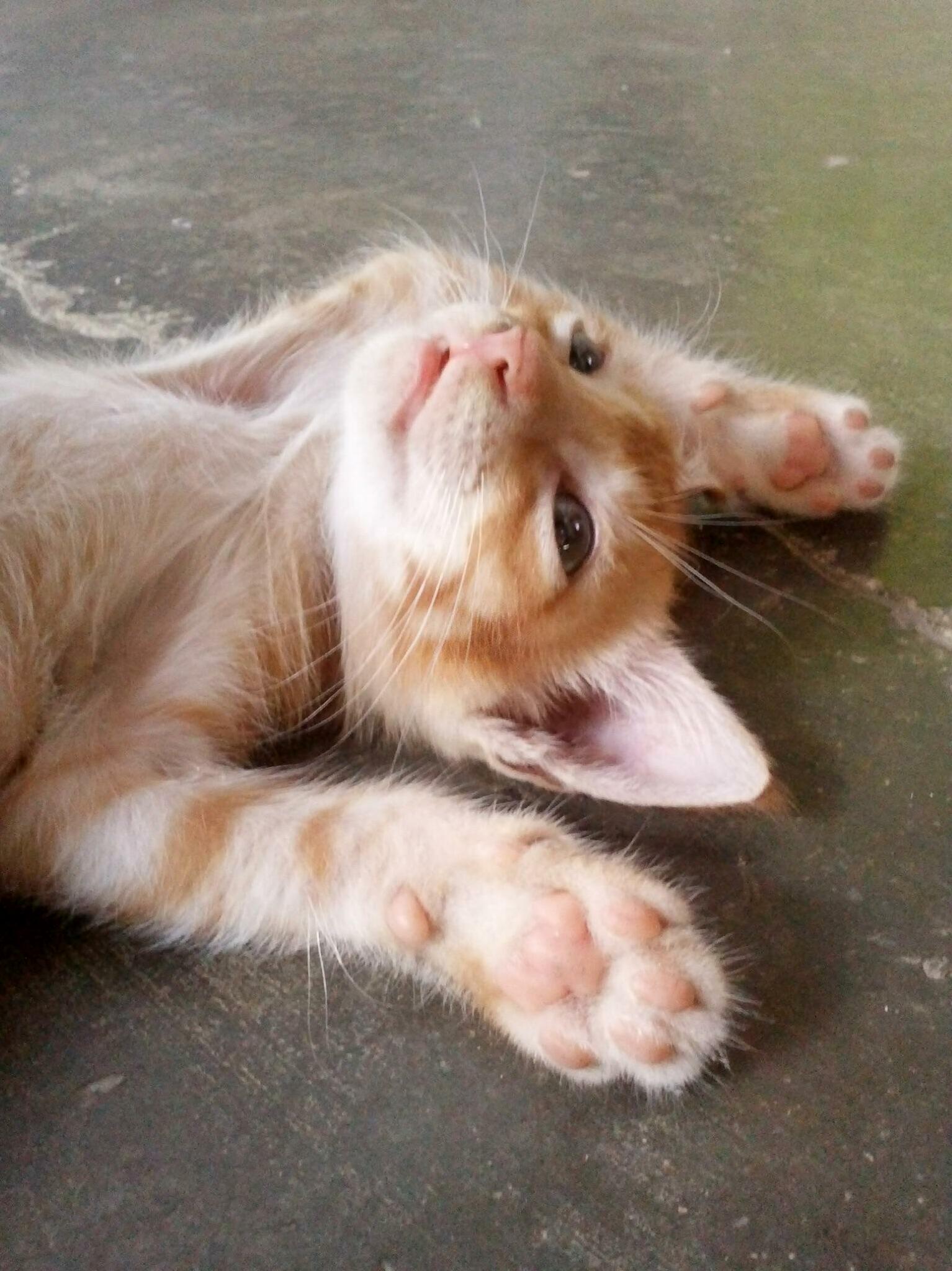 I Really Miss This Cat.