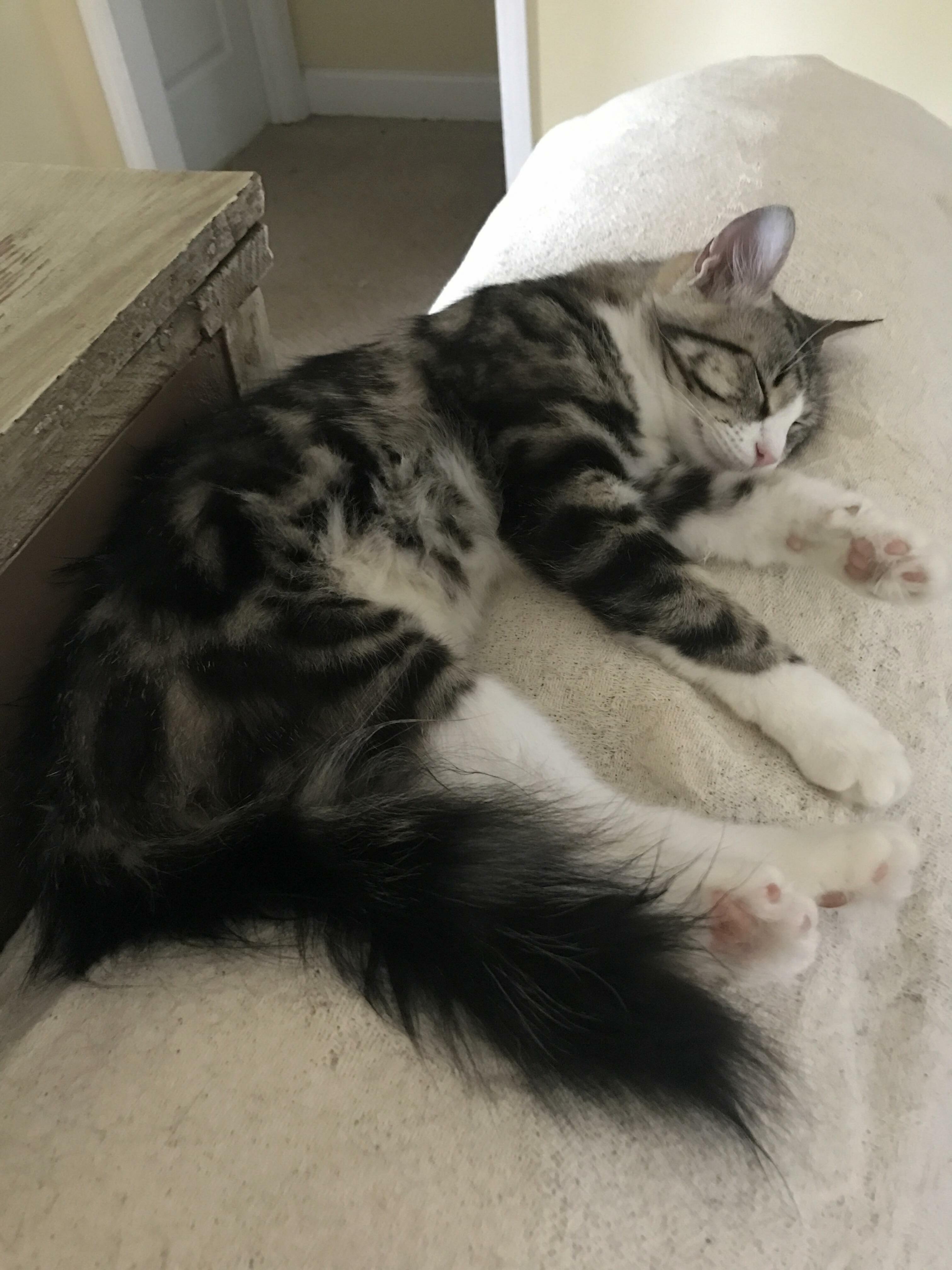 I Think Cookie Is Pregnant. Kitten Hype Thread