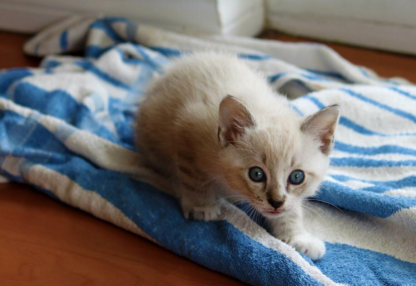 I Think My Cat May Be a White Walker