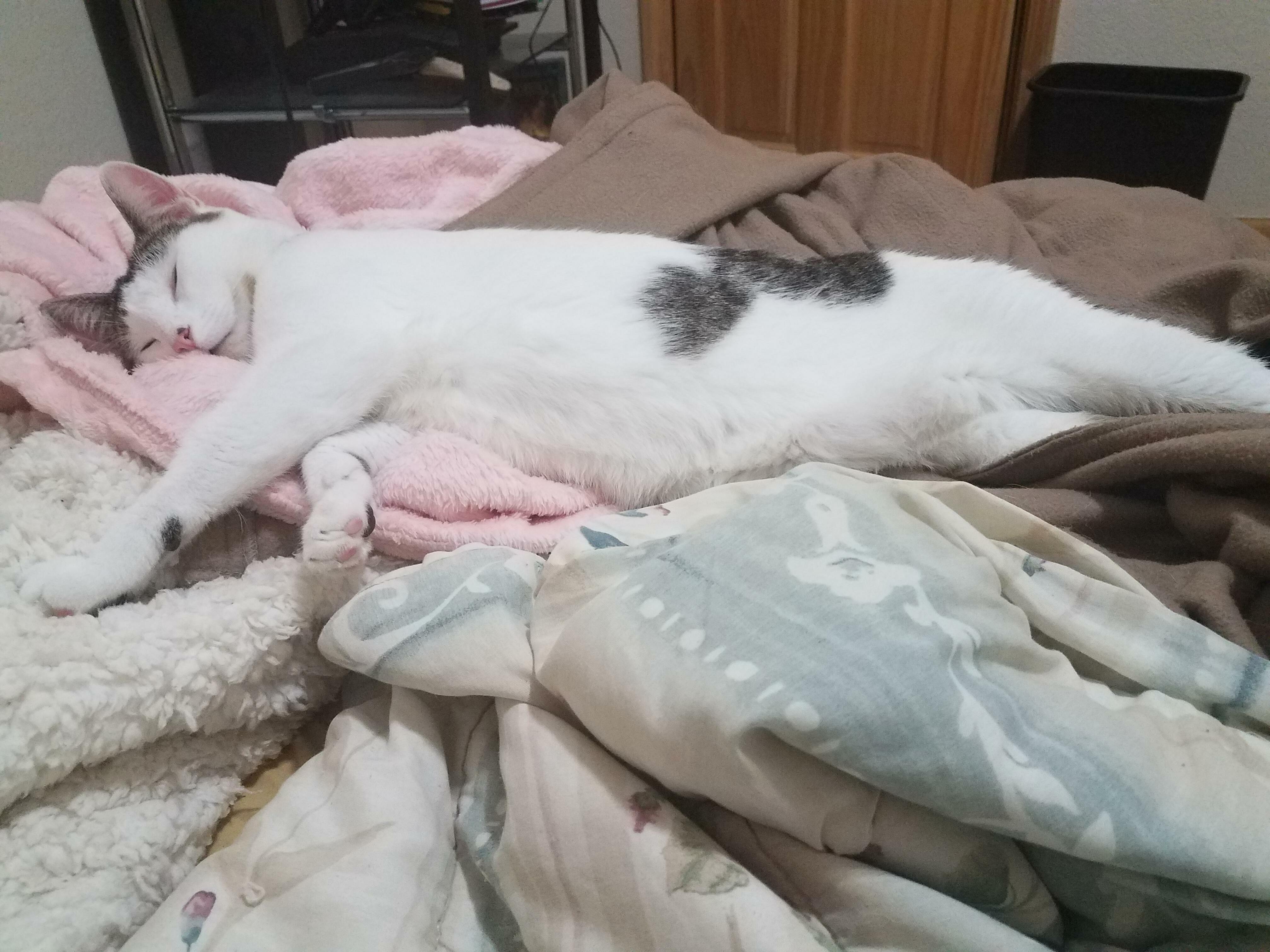 I Think She Needs One More Blanket to Be Comfortable