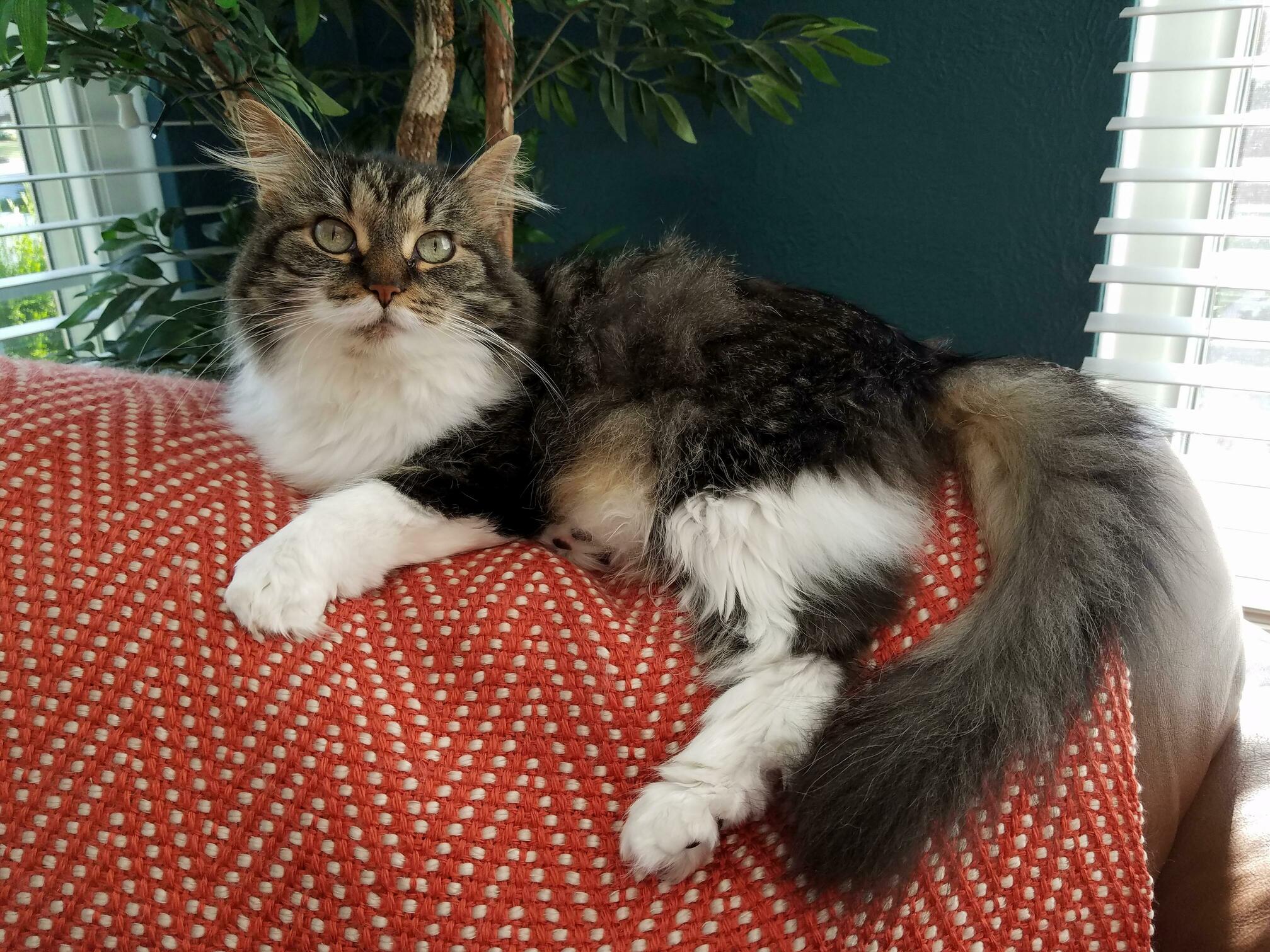 I Think Sugar Should Be a Model