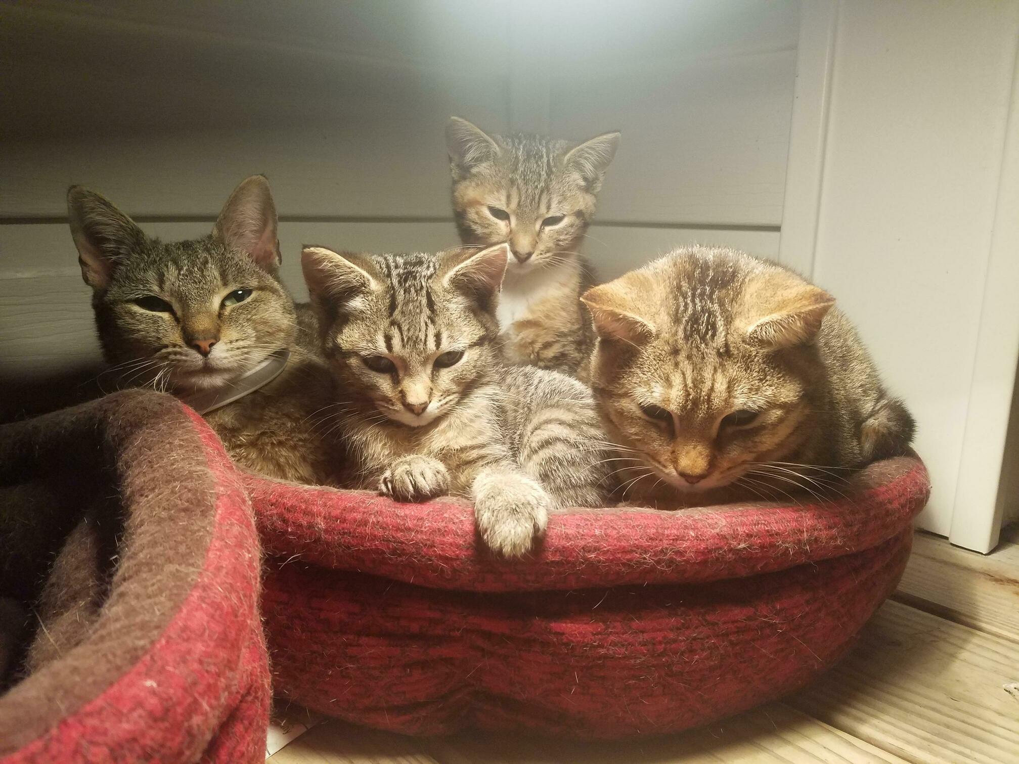 I Told Them They Couldnt Have Treats Until They Took Family Photos.