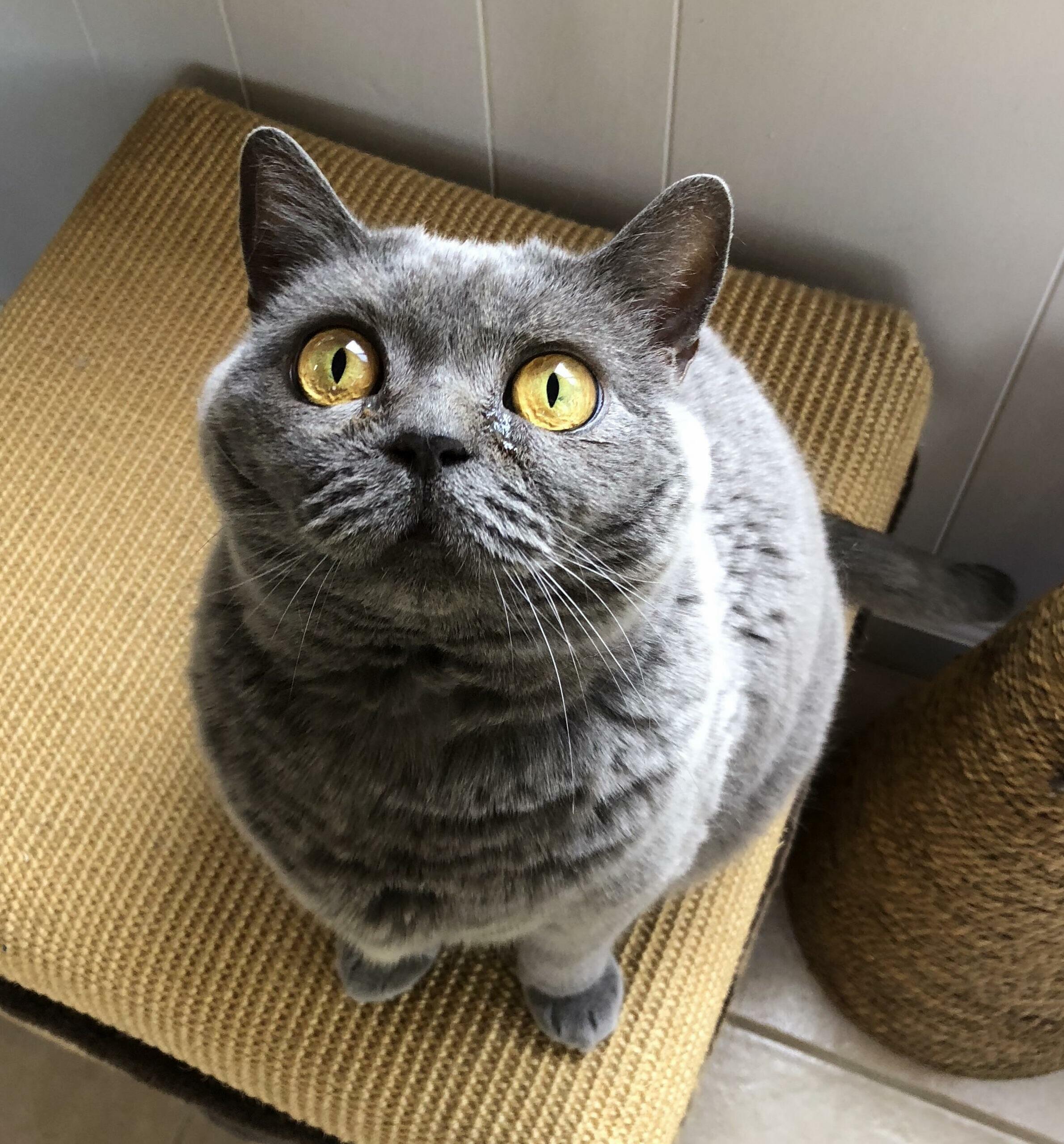 I Urgently Need the Pets!