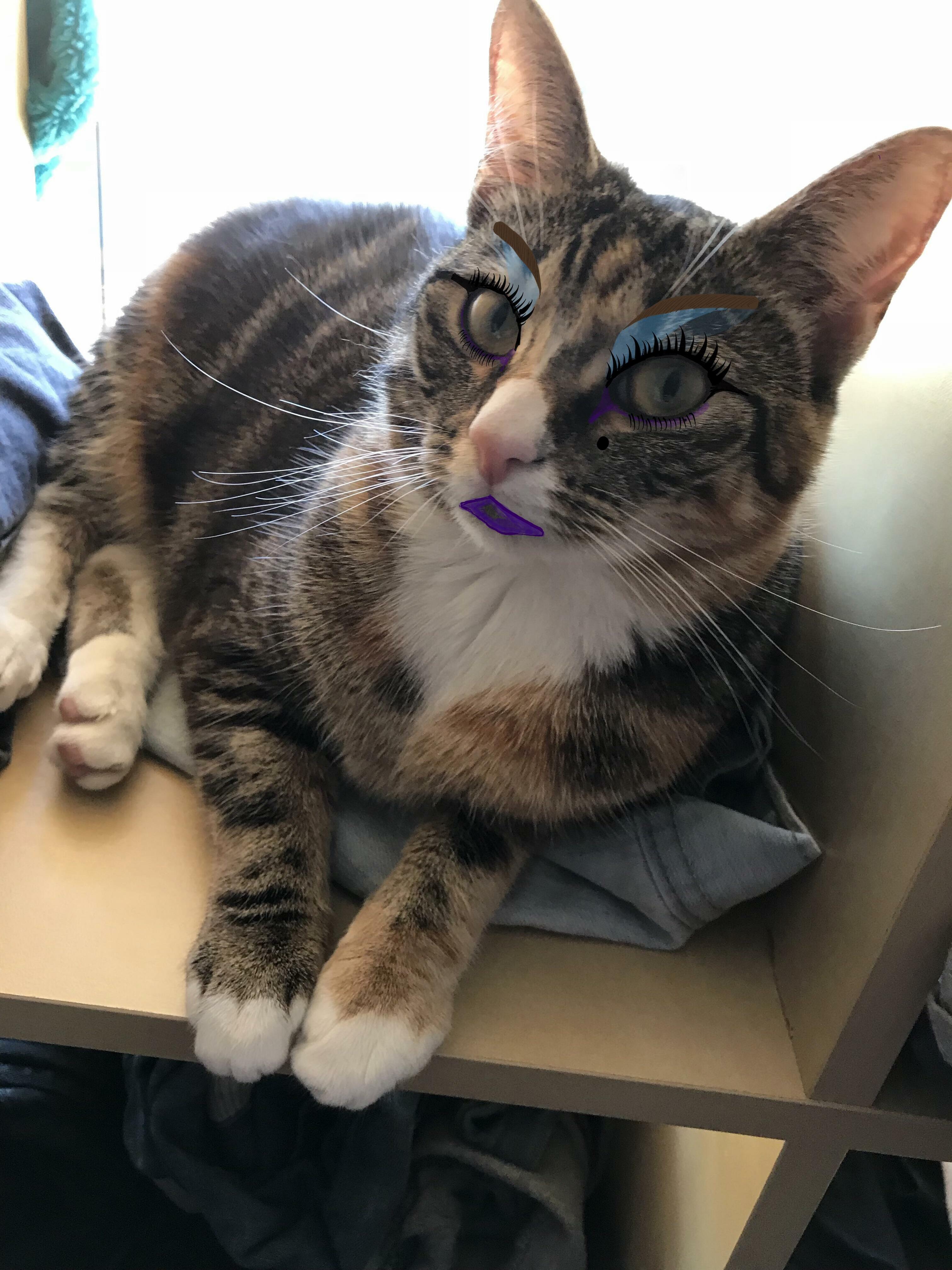 I Was Bored, So I Edited My Cat Into Drag.