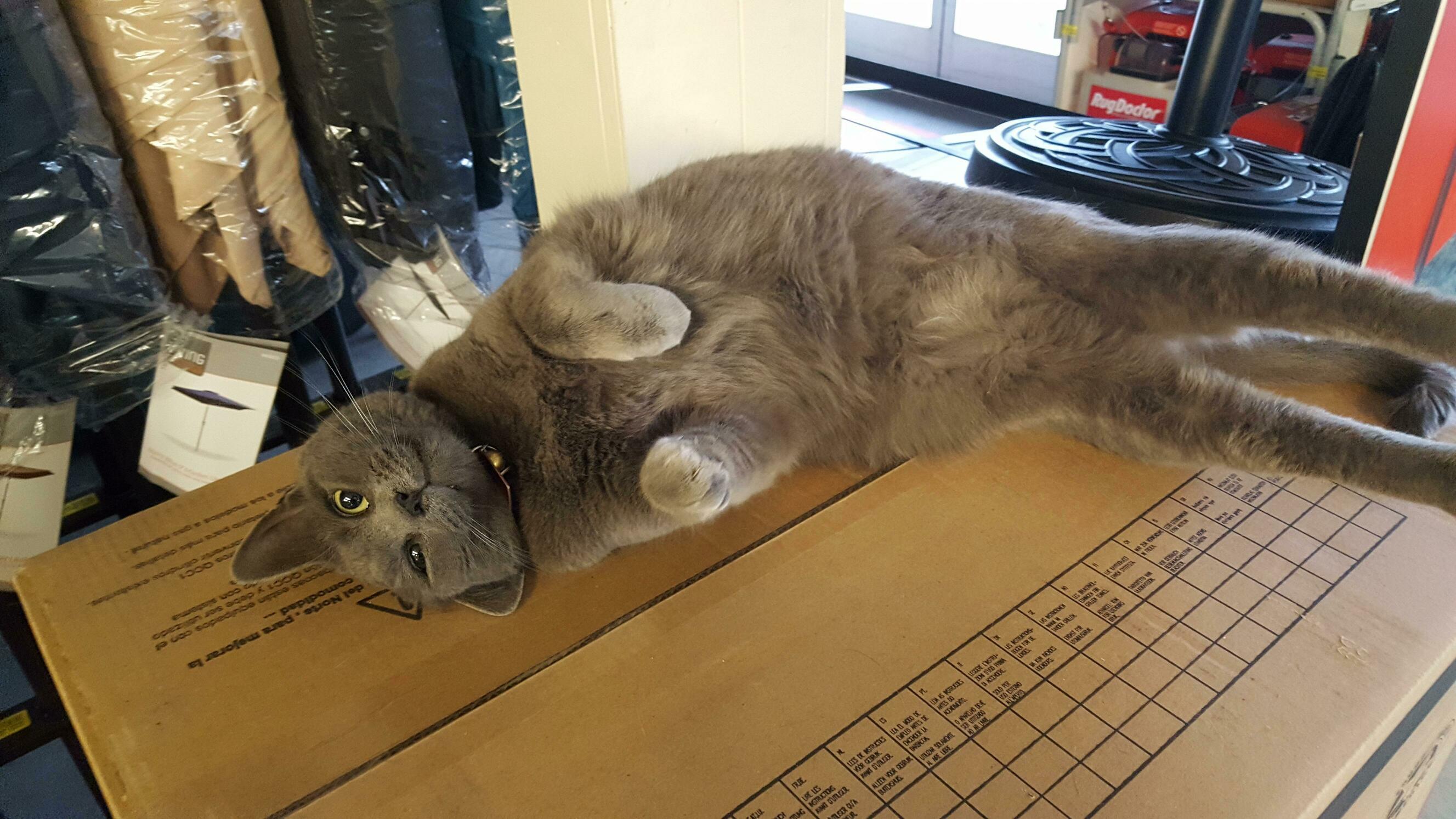 I Would Like to Introduce Thor, the Store Cat