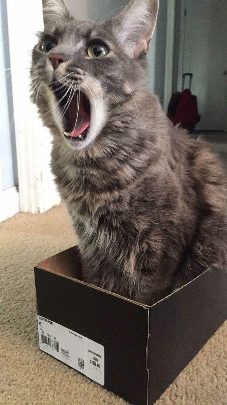 Idiot Cat Thinks Hes a Pair of Shoes