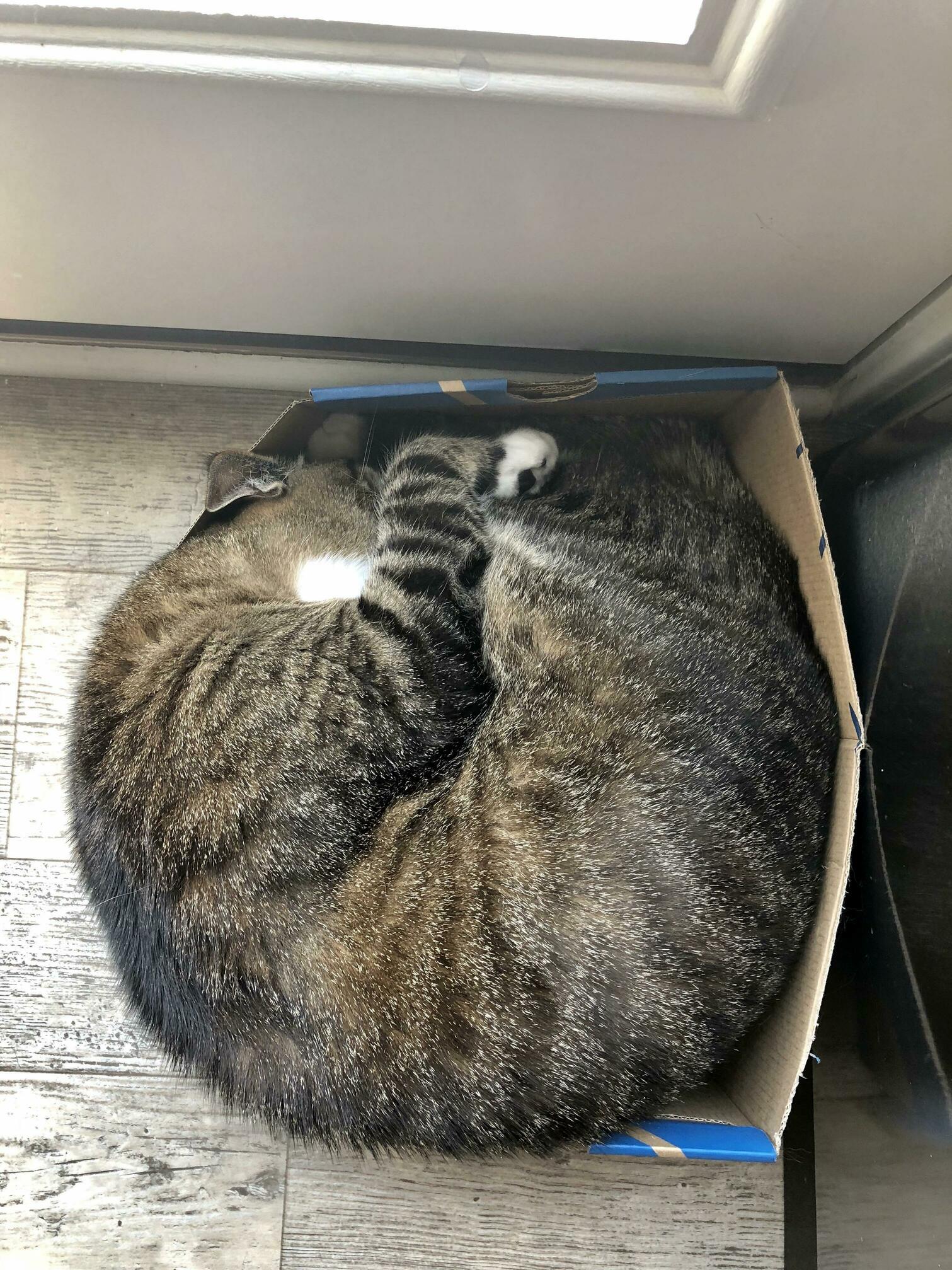 If I (Kinda) Fits.