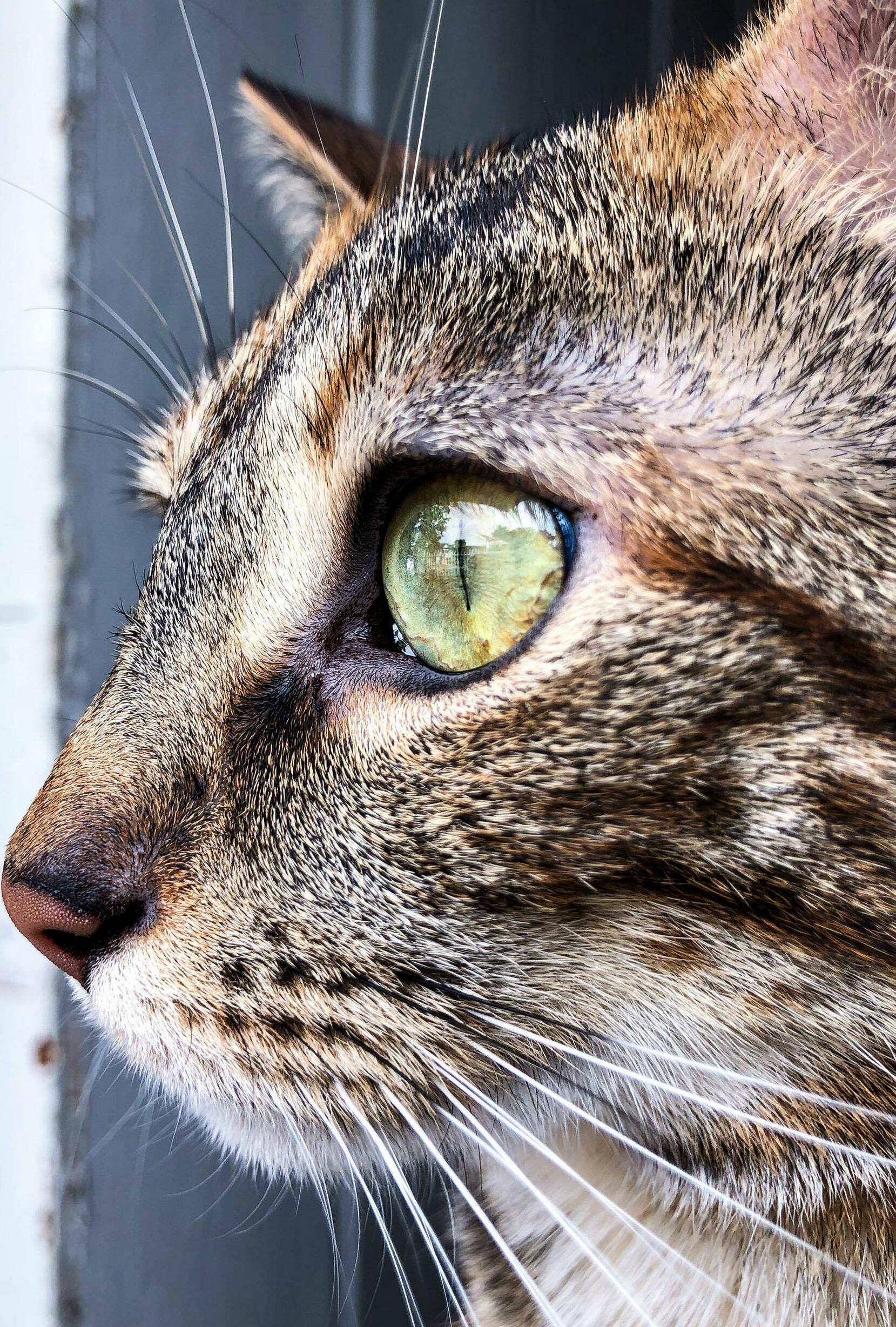 If She Could Talk, Shed Be Yelling About All the Birds Interrupting Her Sun Bathing Time.