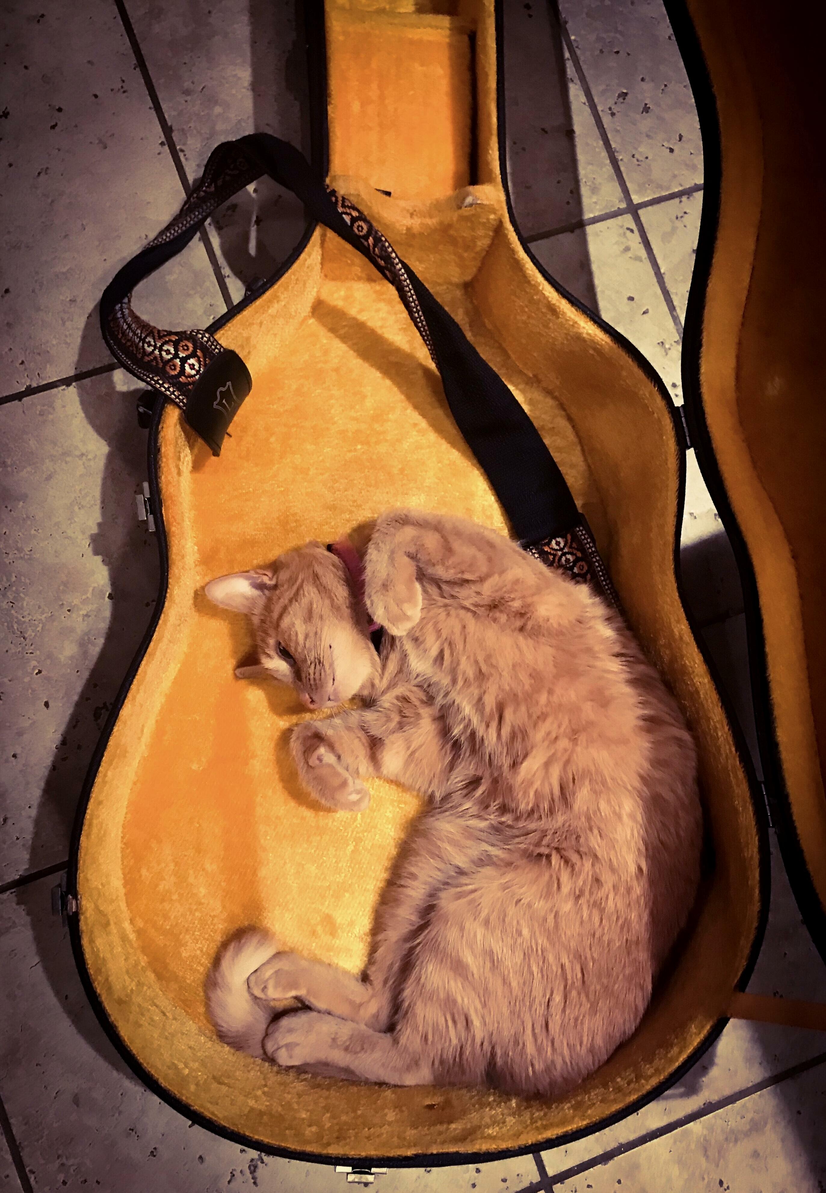 If She Fits, She Sits... Guitar Case