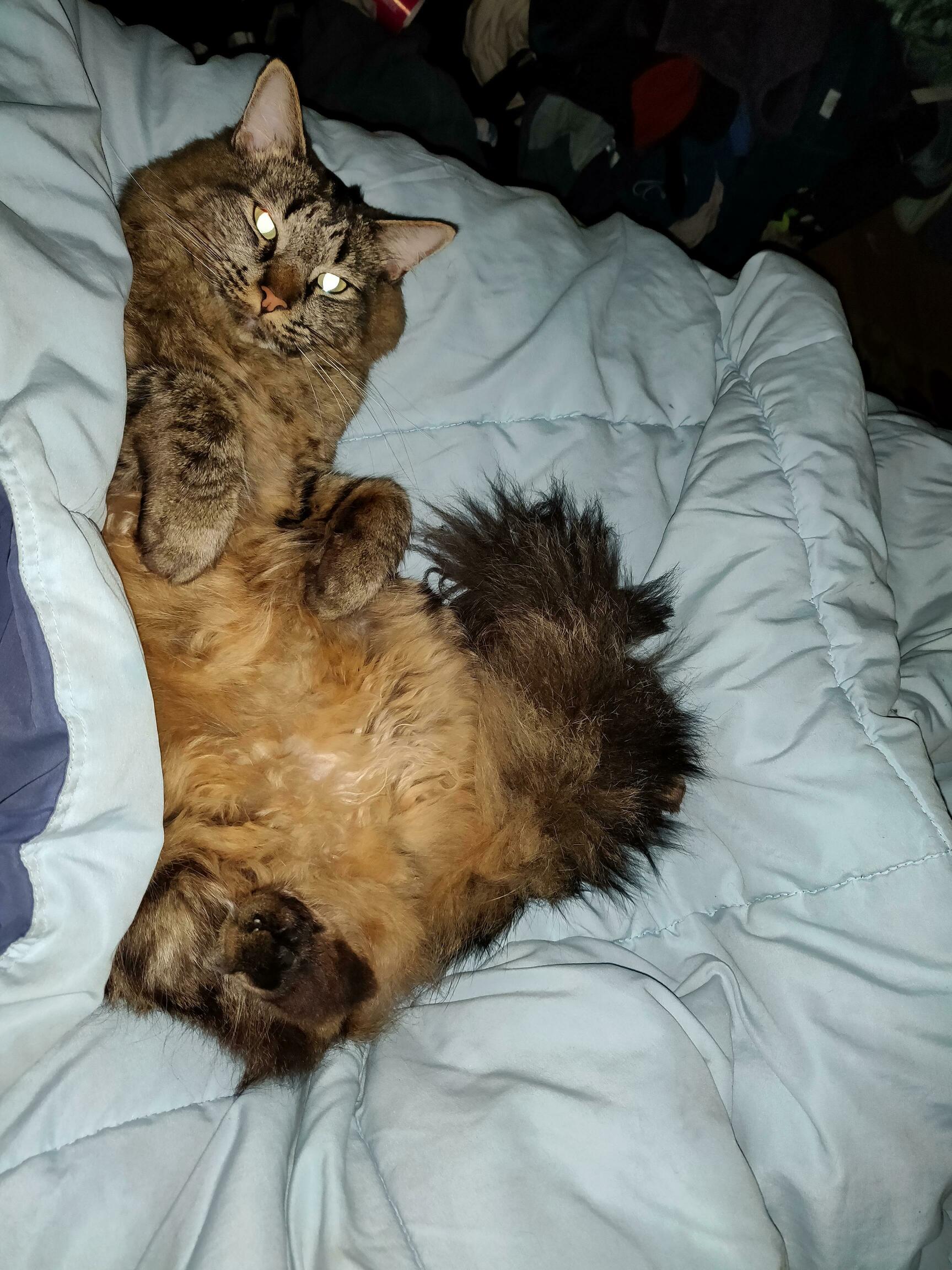 Im a Floof. What If It