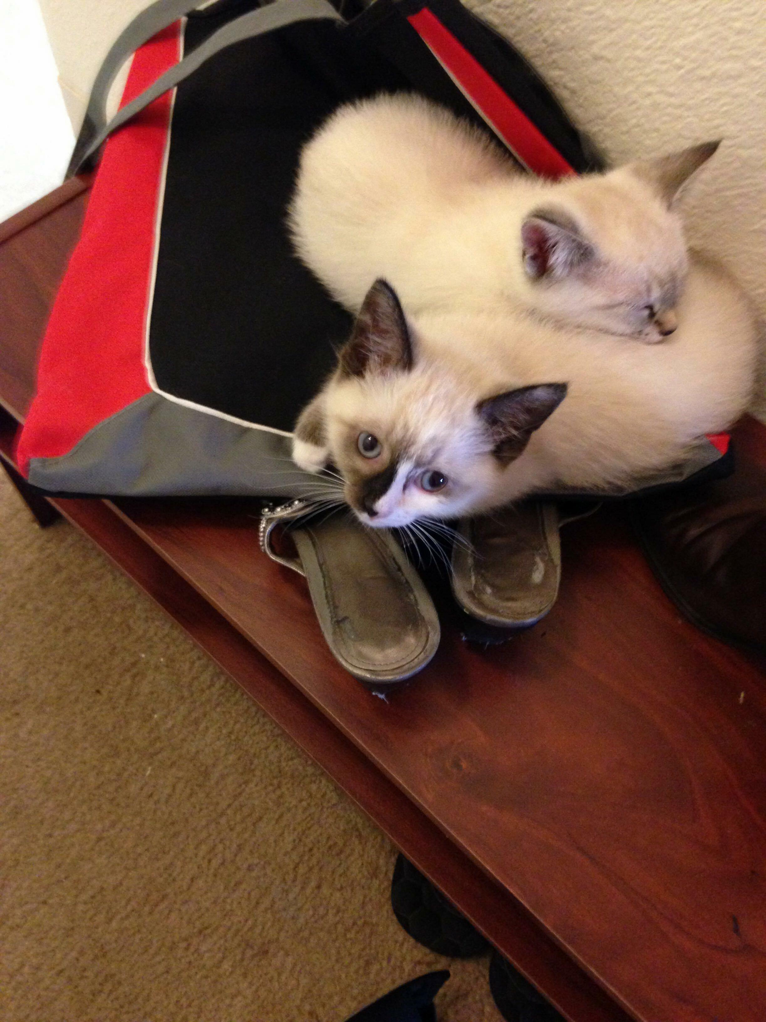 Is It Possible for Cat Siblings to Mourn One Another After One Is Gone