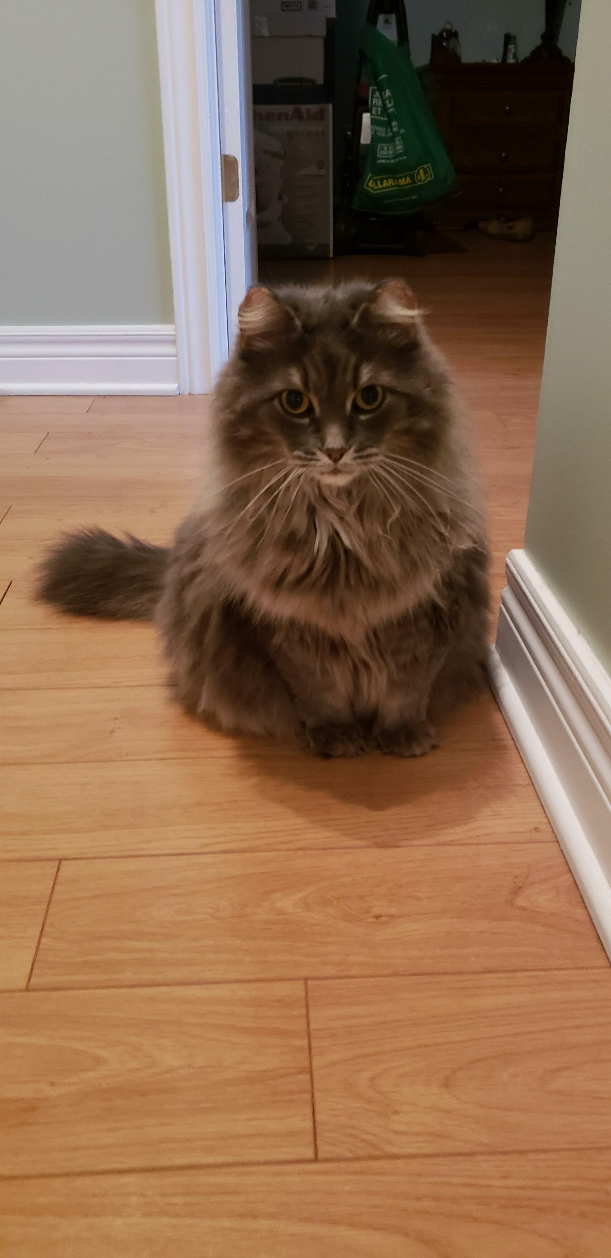 Isis, 10 Years Ago We Found an Abandoned Kitten , Hanging on for Her Life. Today She His a Fluffy Fatty