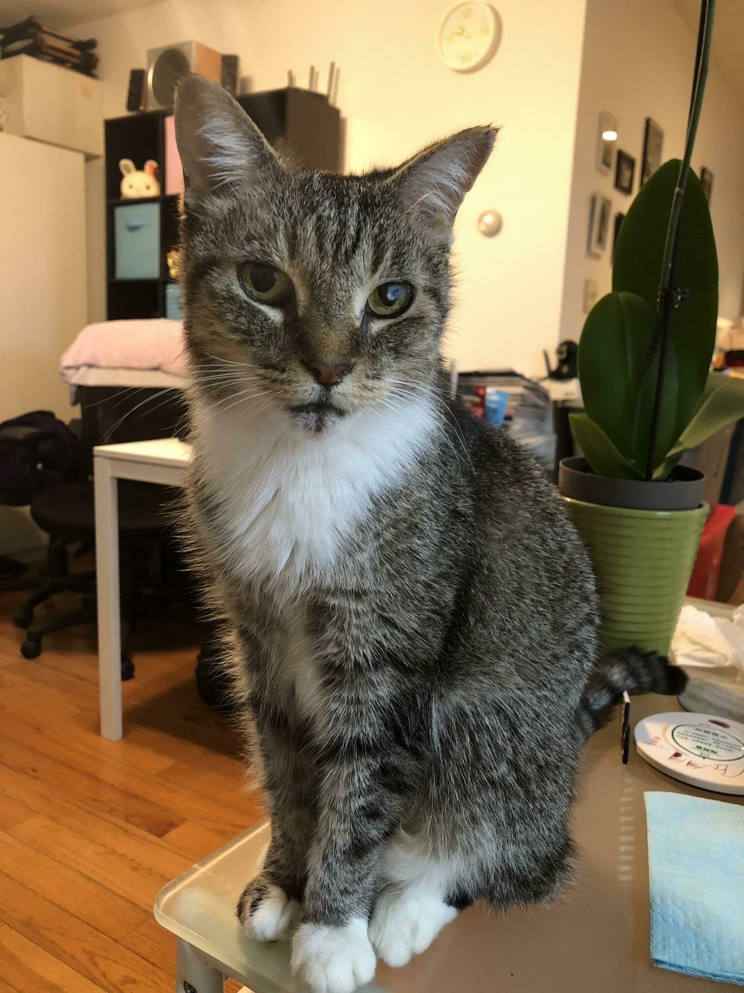 Isnt She Pretty ! I Still Cant Believe She Found Me and Decided to Give Me a Family! - She Was a Stray.