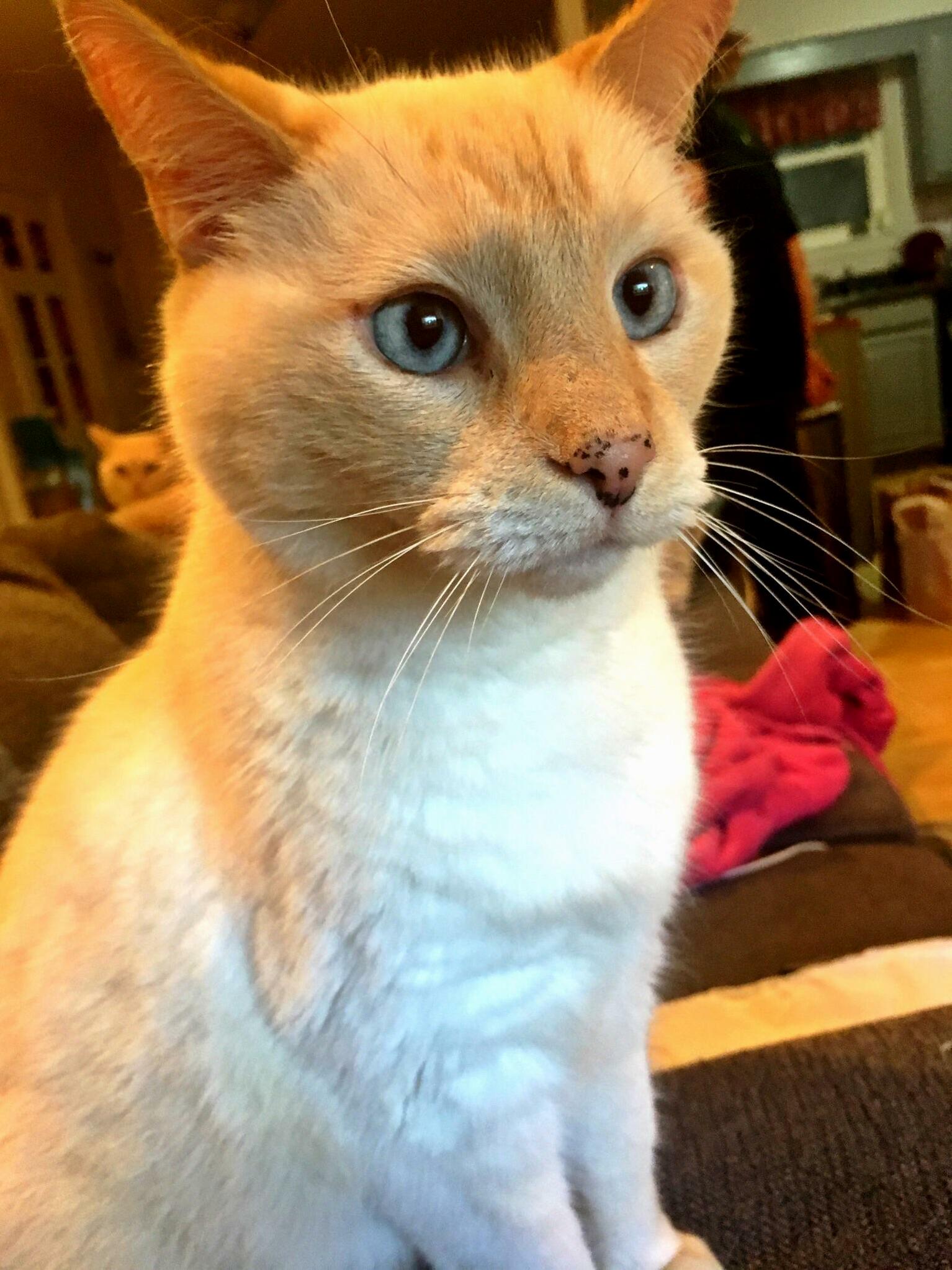 It Has Been a Challenge to Capture Those Baby Blues but I Finally Did.