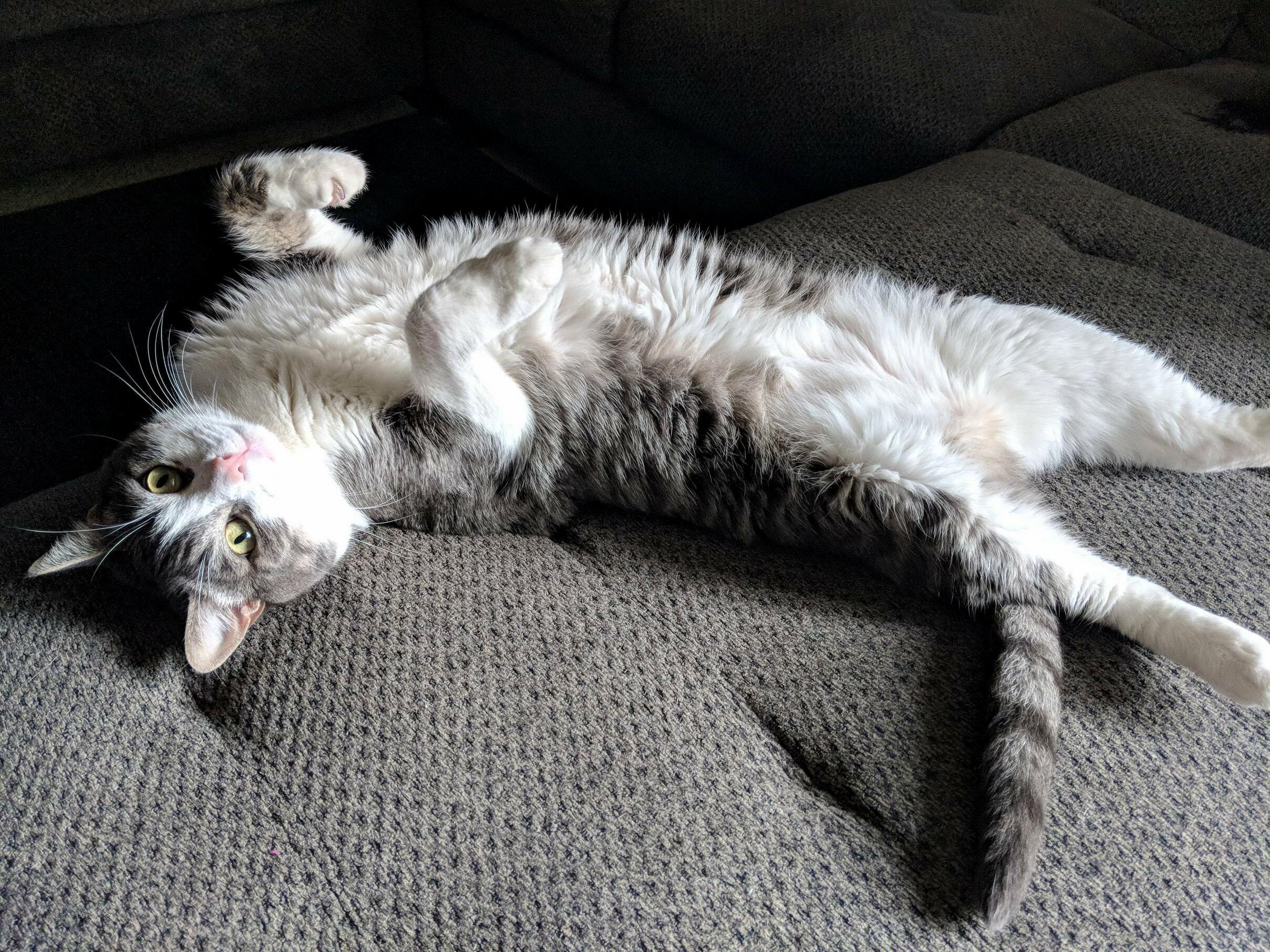 Its a Trap