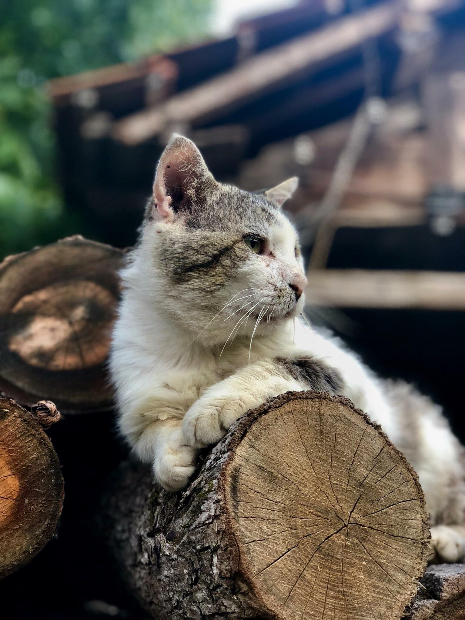 Its Been 17 Years Since I Got Him for My Birthday, Look at Him Watching Over Our Yard in All His Majesty!