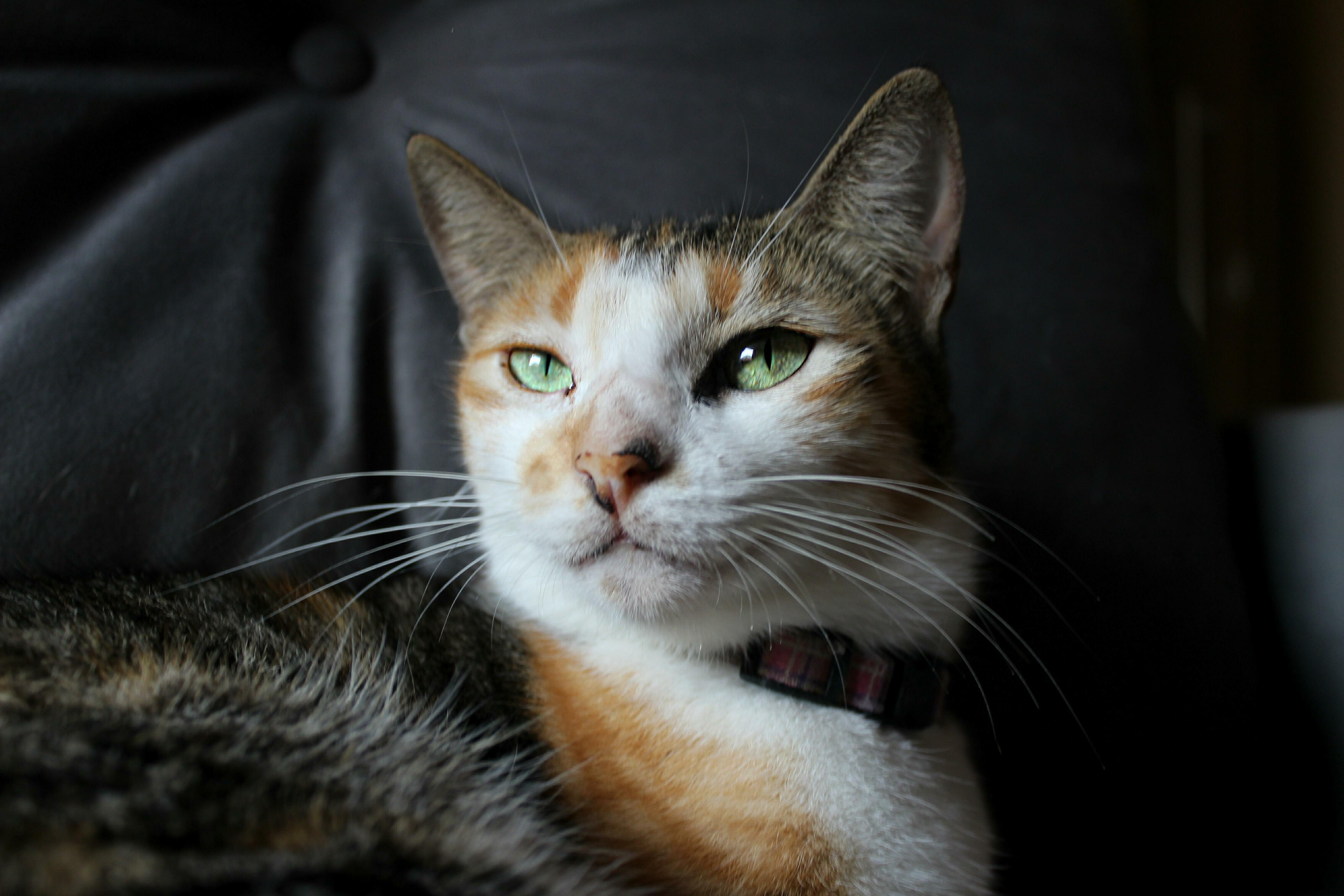 Its Been About Two Years Since I Brought Her Home, She Was a Stray and a Few Days After I Got Her 4 More Popped Out. I Love Her So Much