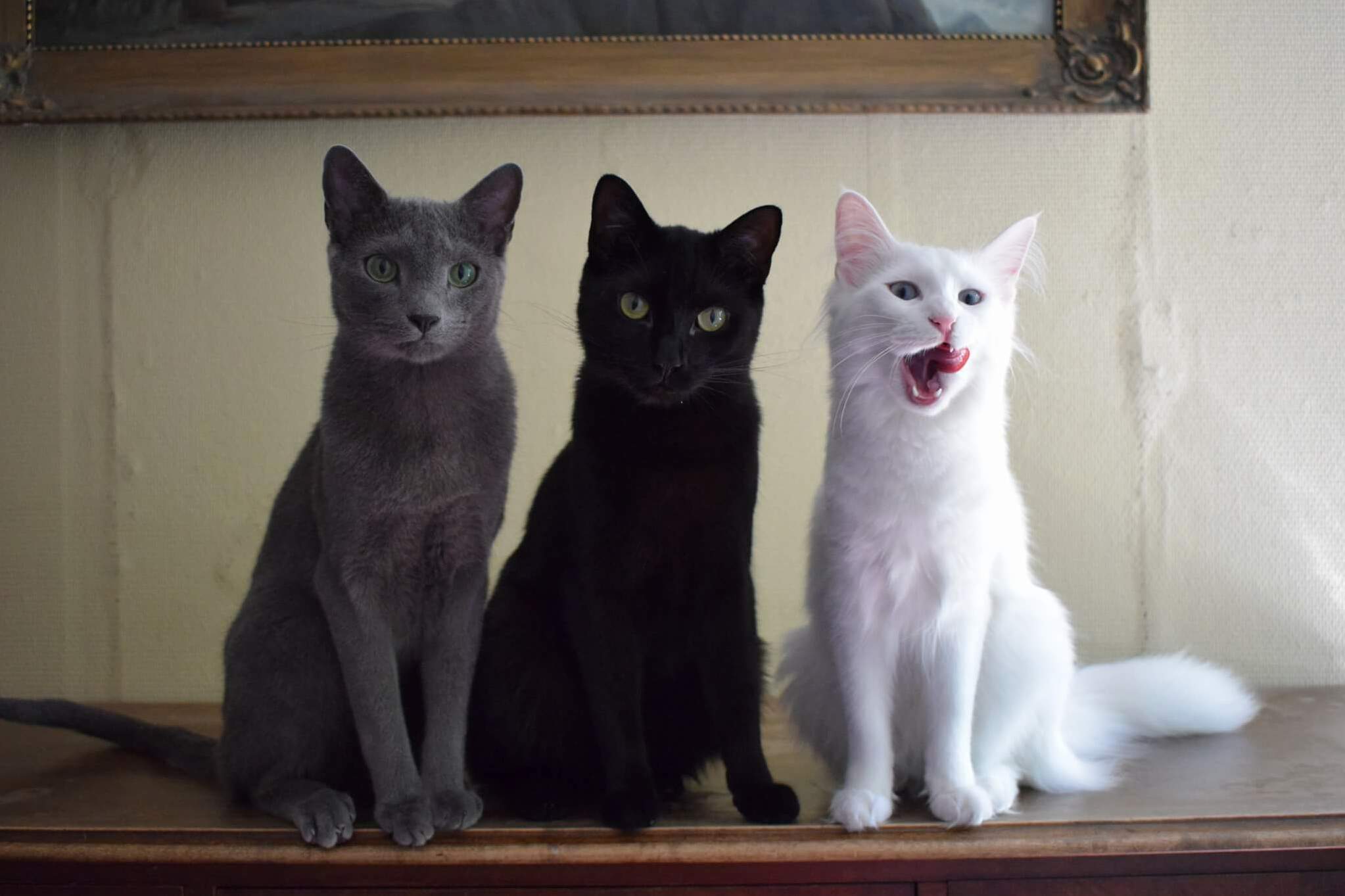 Its Close to Impossible to Take a Picture with All of Our Cats in It. Someones Always Making Faces