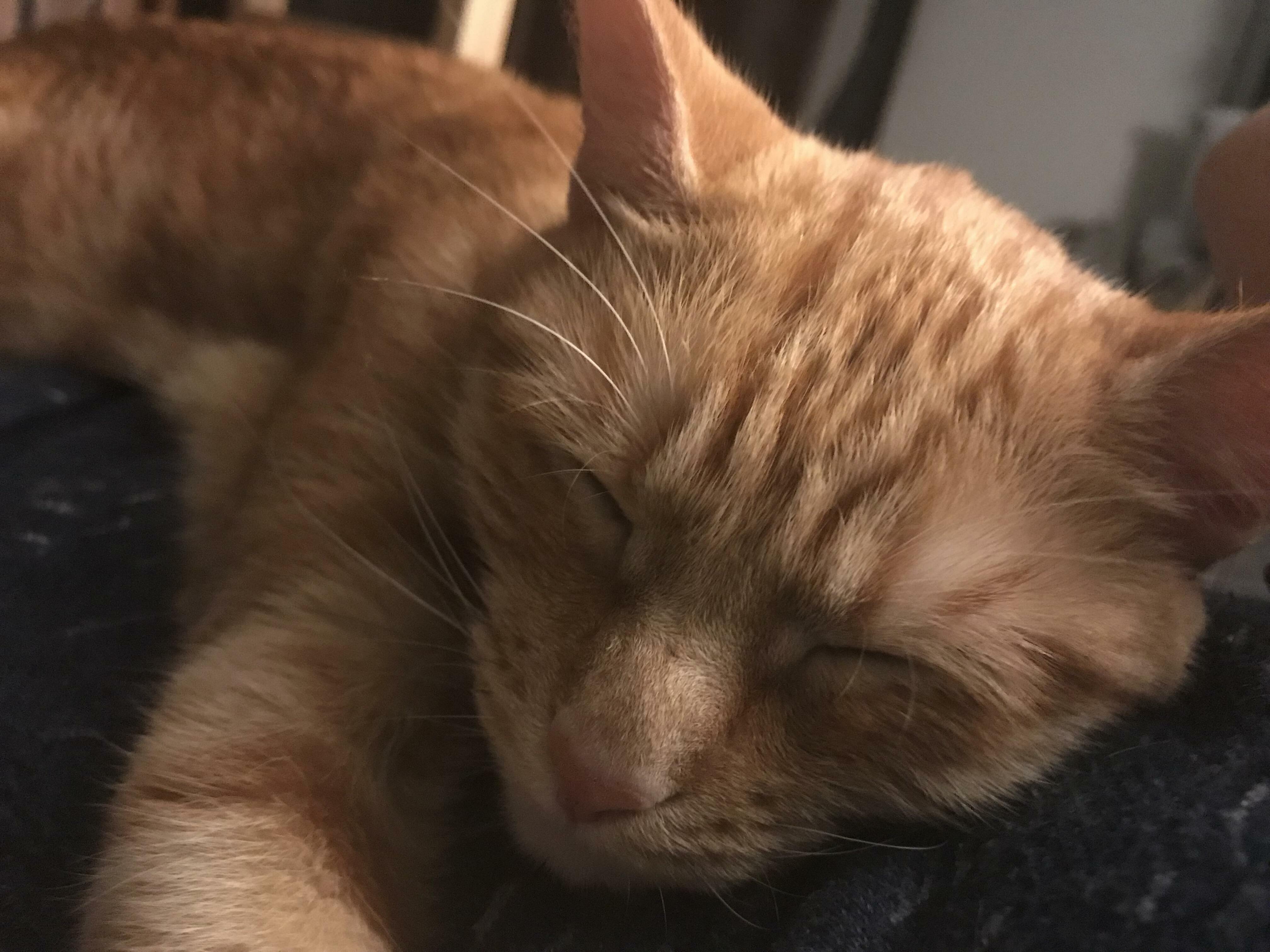 Its Probably Just Me, but Does My Cat Have an Abnormally Large Nose