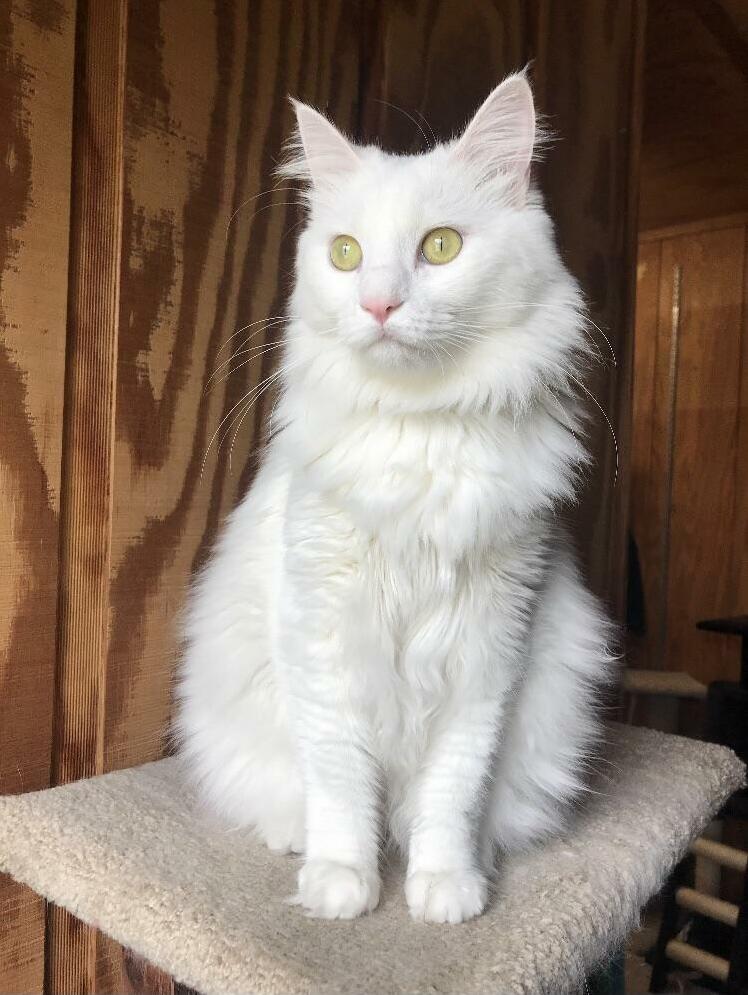 Im on Vacation and Miss My Cat