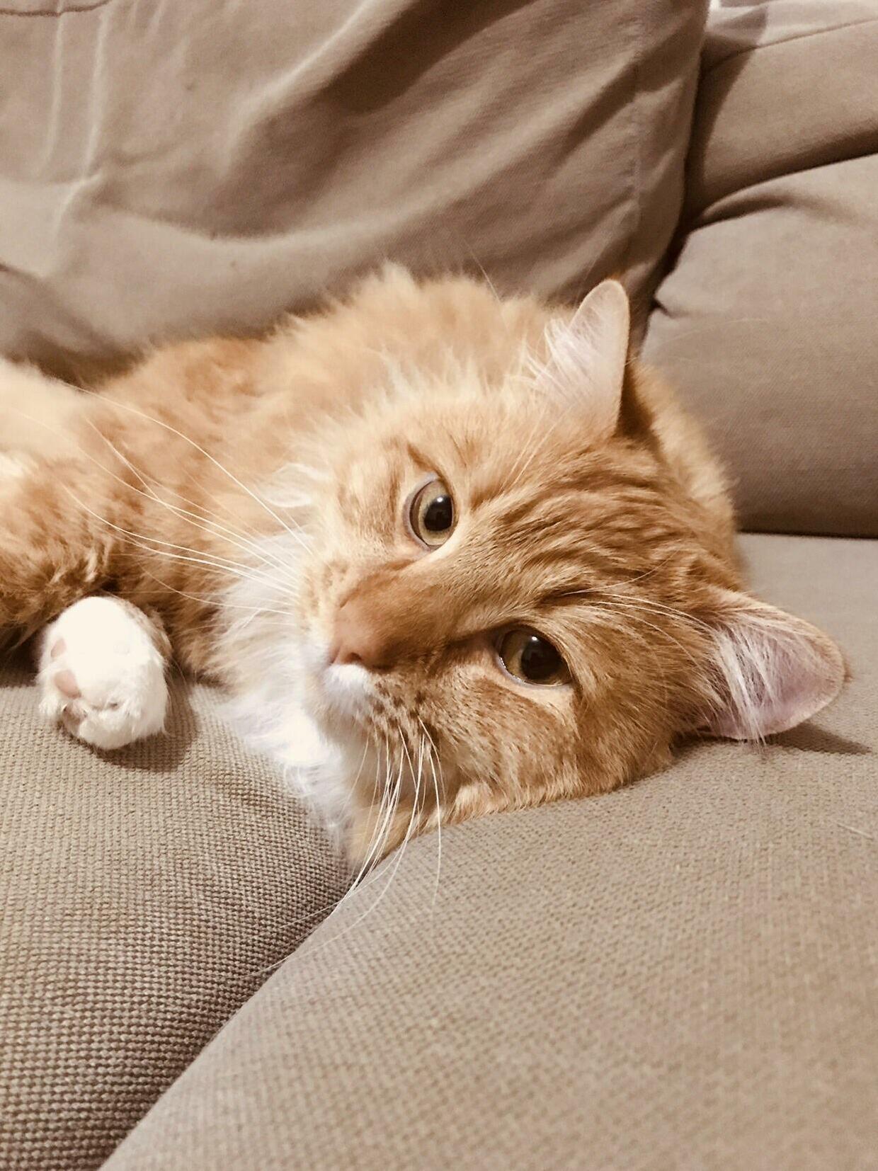 Im Staying at a Family Friends House, This Is Rusty.
