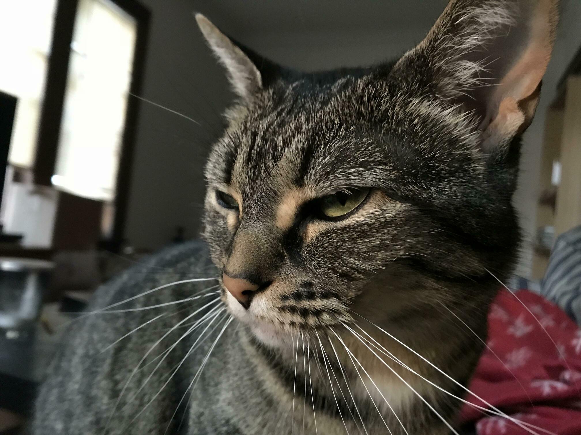 Ive Had Her for Almost Seven Years and Im Just Noticing the Ginger Highlights Around Her Eyes.