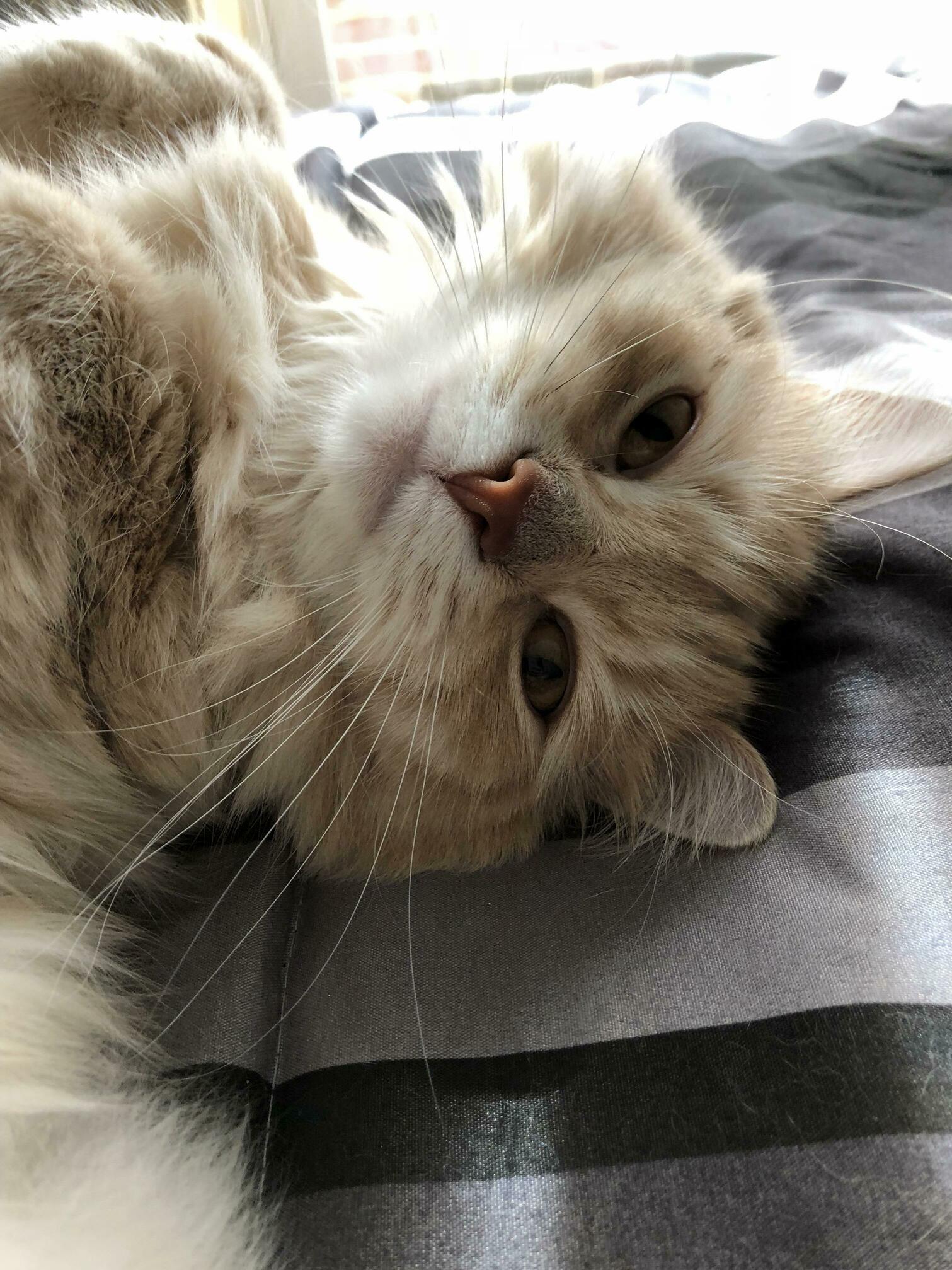 Jenkins Taking a Selfie...