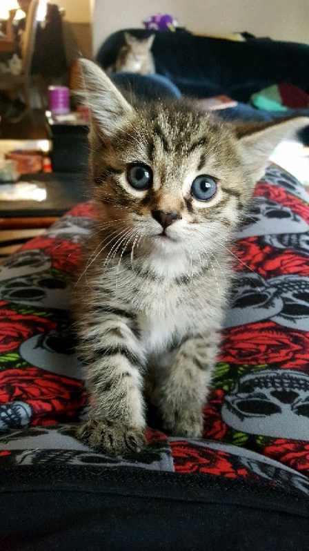Just Got My Very First Kitten! I Am So So Excited but She Needs a Name. I Need Your Help ! Something Unique, Unusual, or Odd Is What Im Looking for