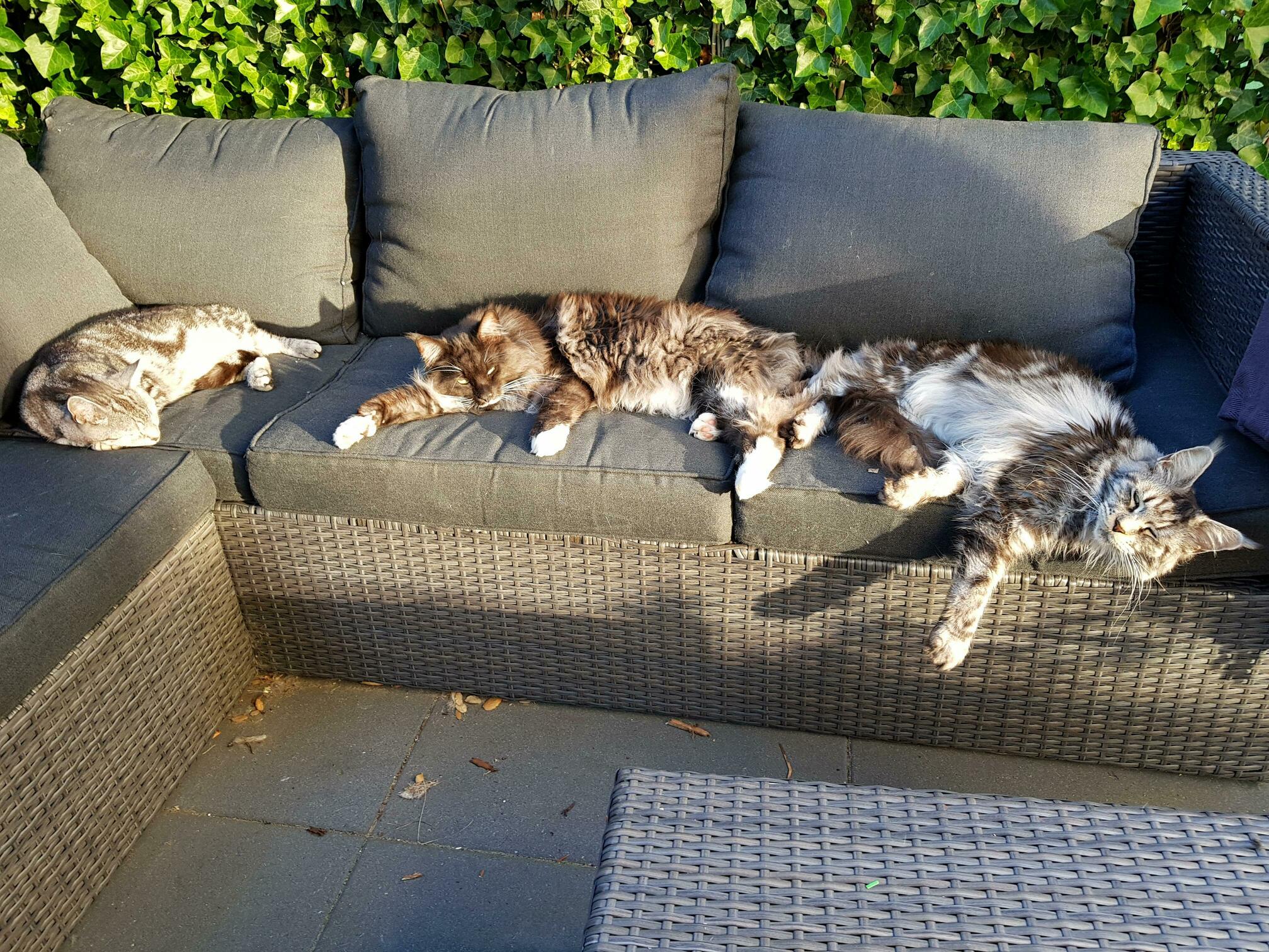 Just My 3 Cats Enjoying the Evening Sun