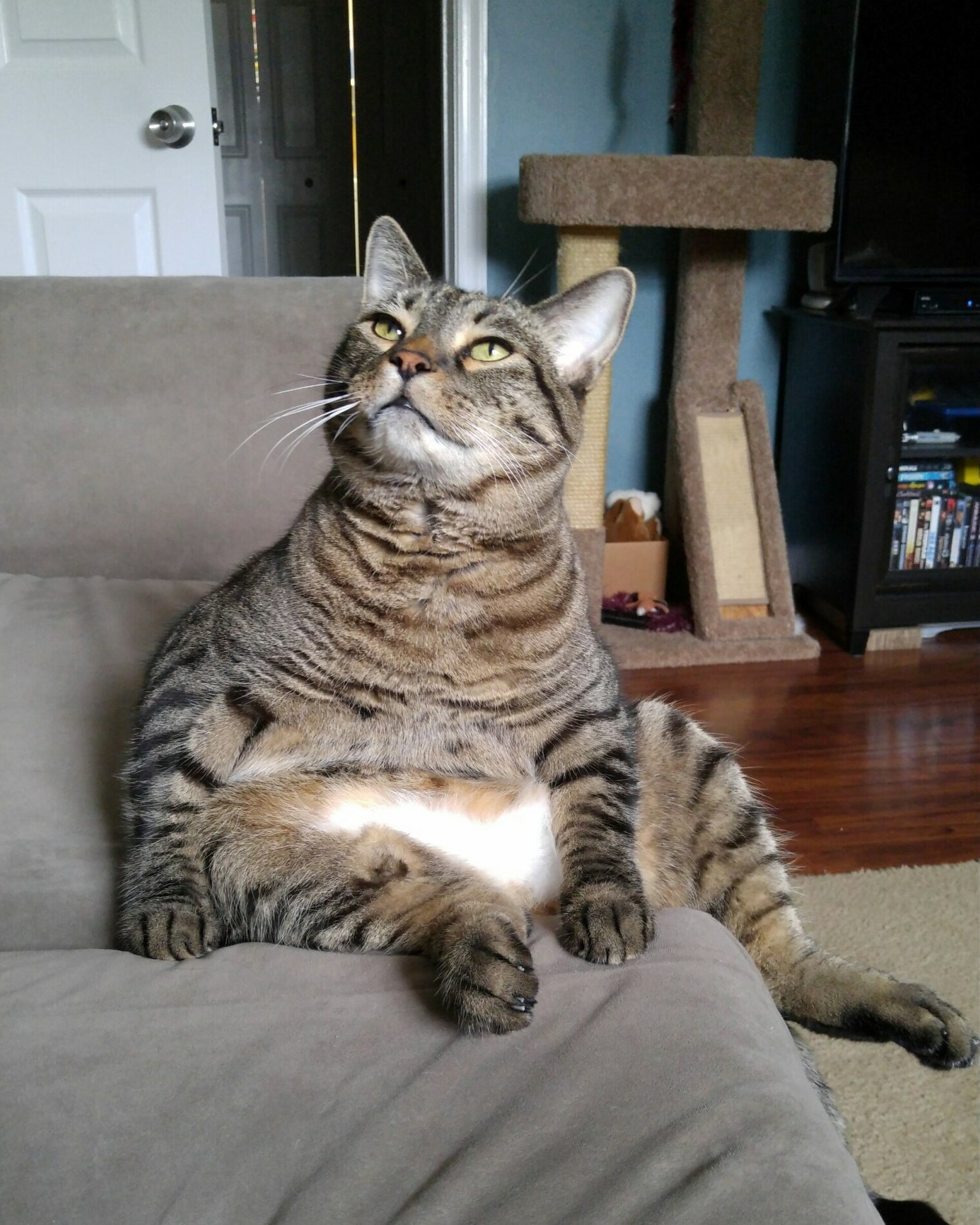 Just Taking a Break from Doing Cat Stuffs