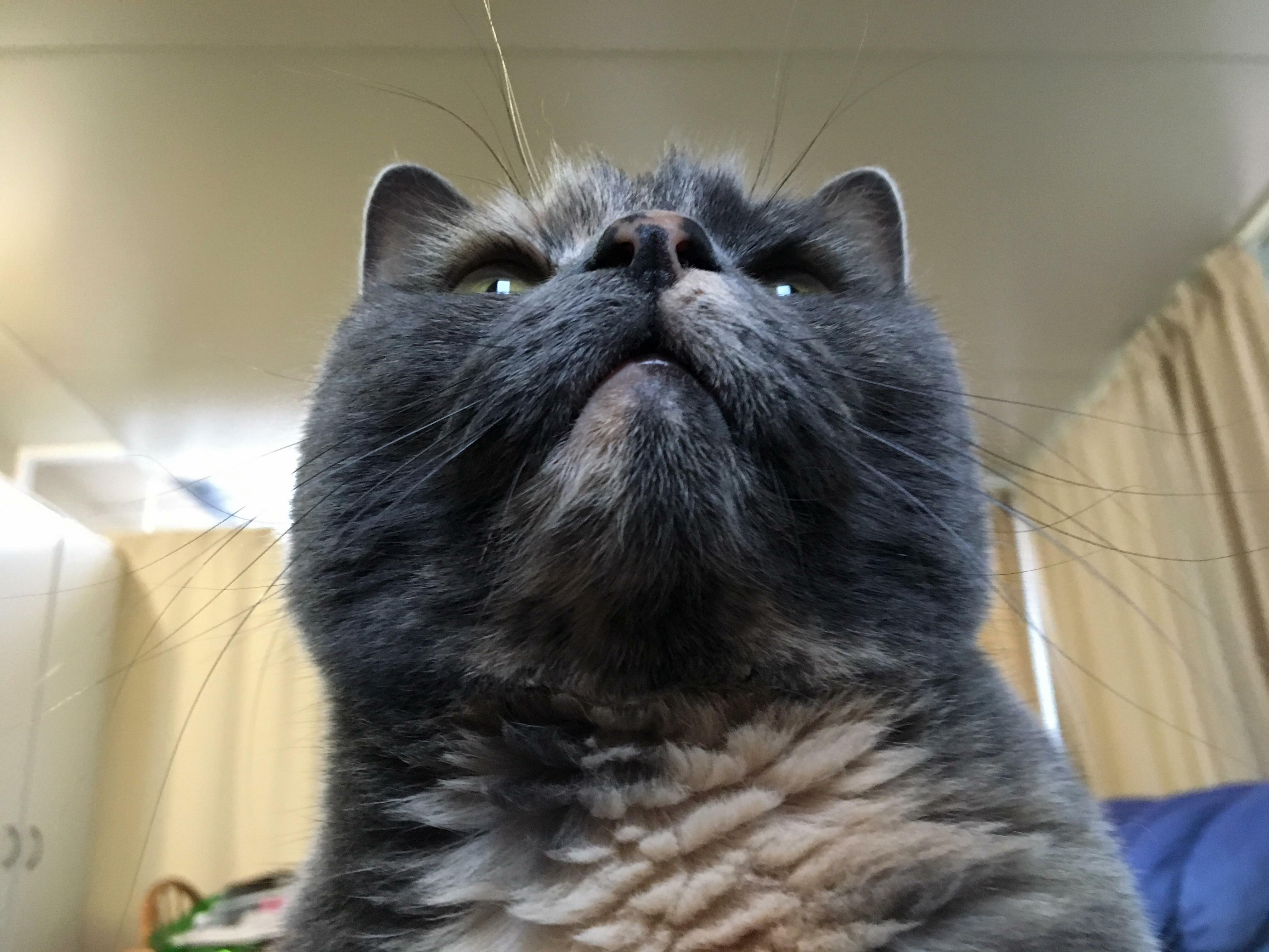 Katniss Watching Birds Through the Window